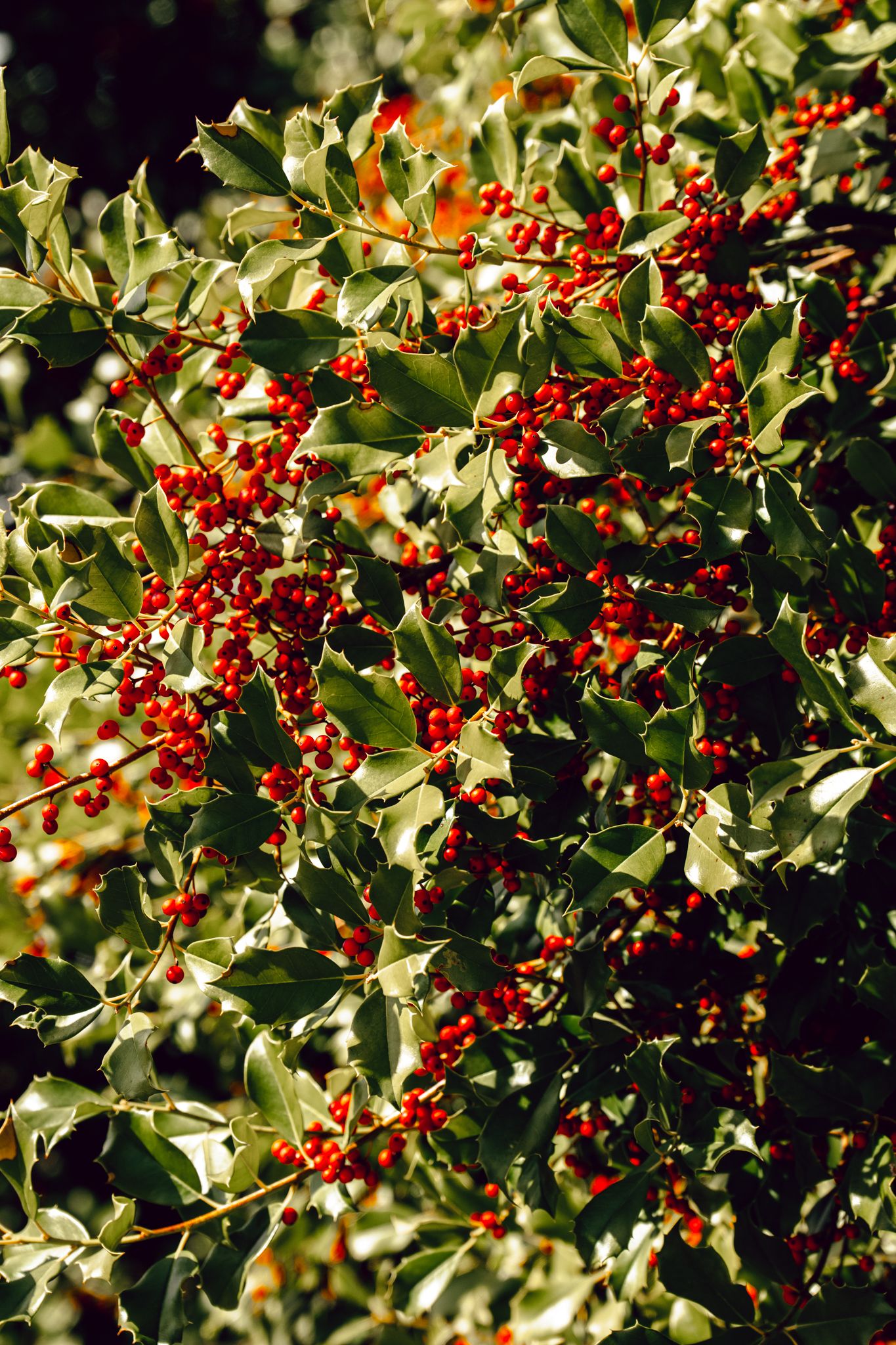 Holly bush with vibrant red berries and spiky green leaves in bright sunlight.