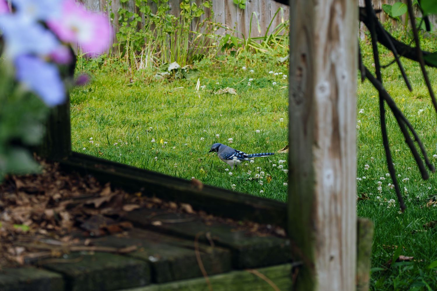 A blue jay bird foraging on lush green grass in a garden, framed by wooden fence posts and colorful flowers.