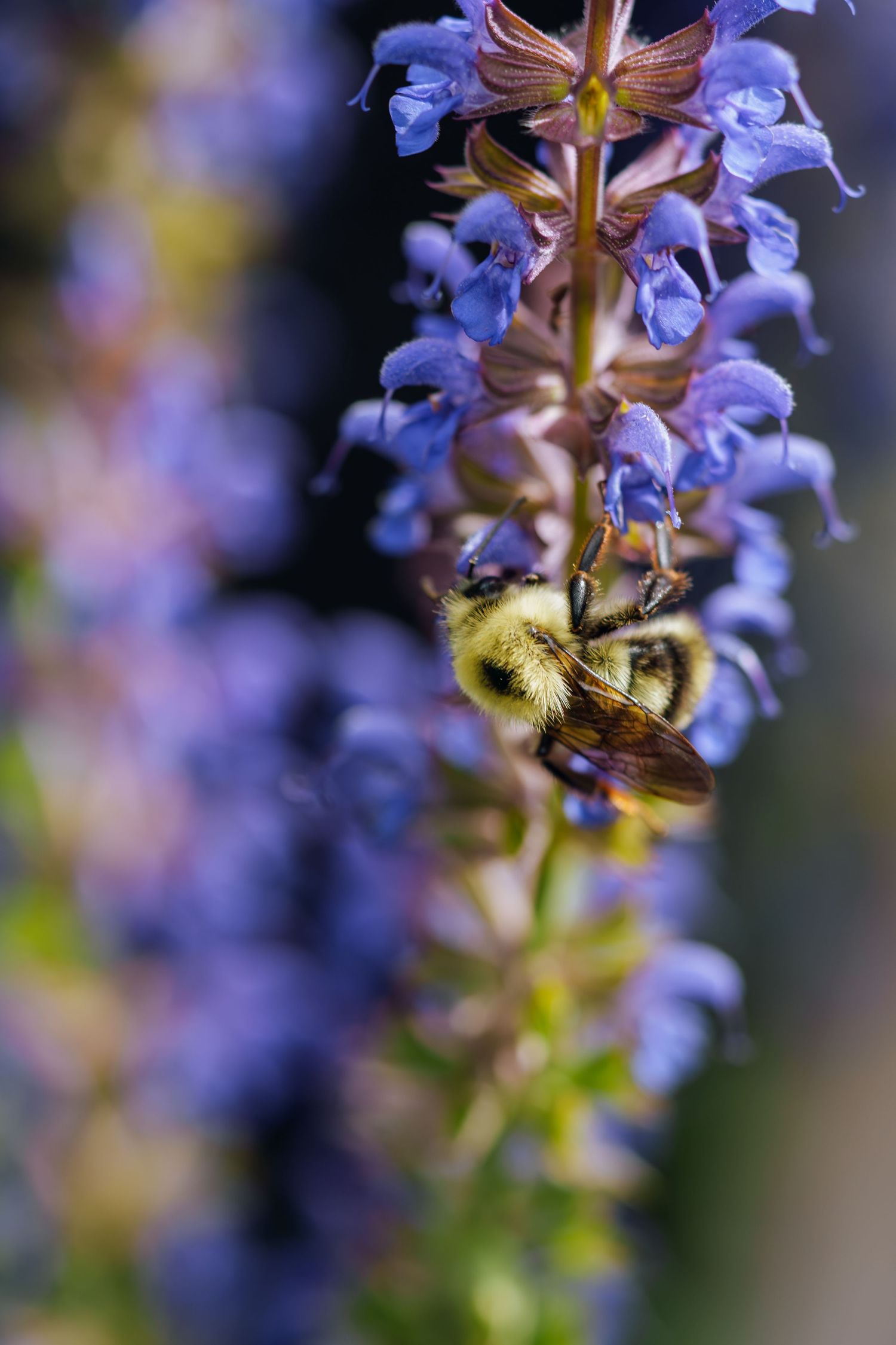 A bumblebee collecting nectar from purple salvia flowers in a close-up macro shot with soft bokeh background.