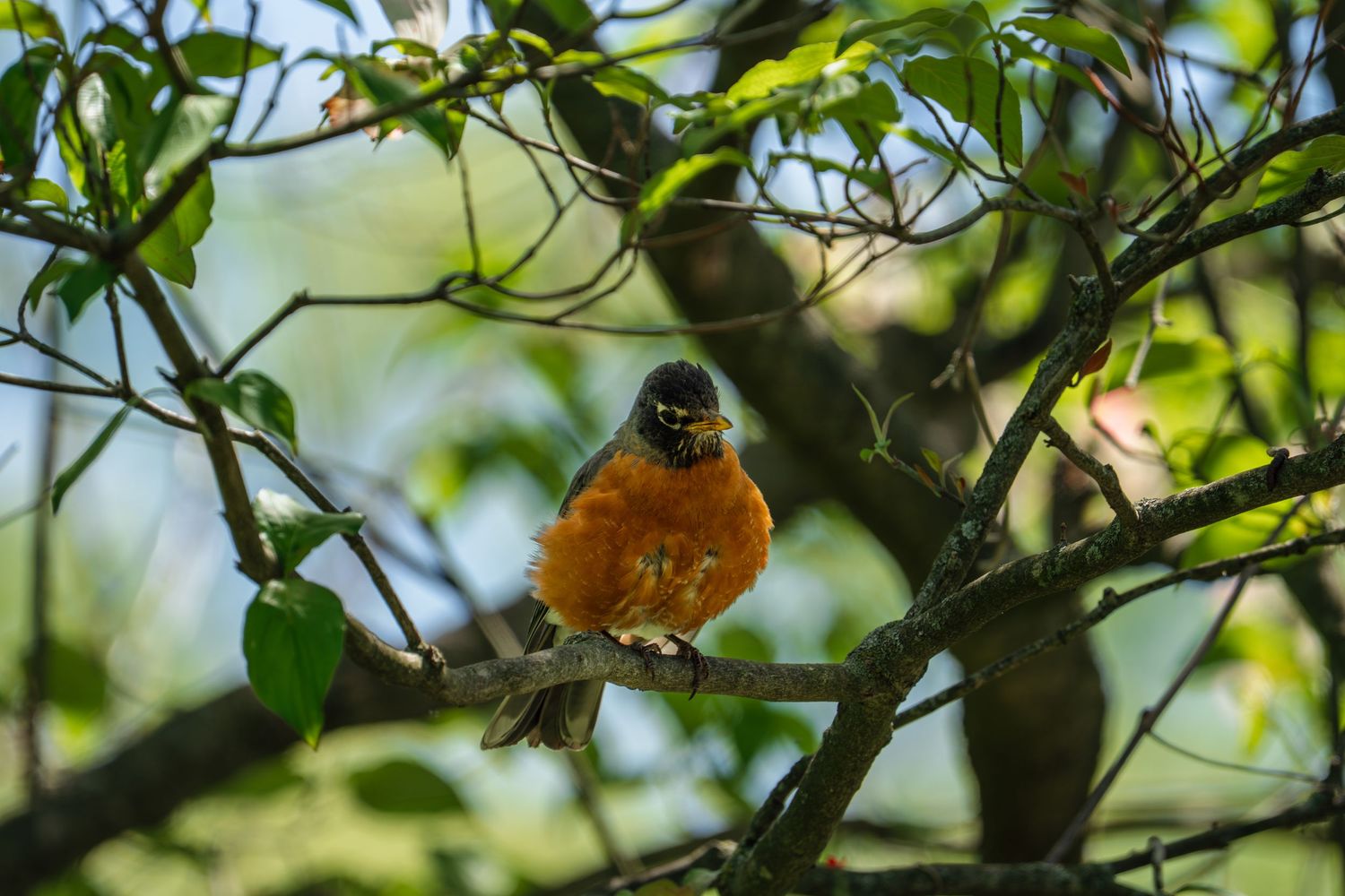 American robin with orange breast perched on a tree branch among green spring leaves.
