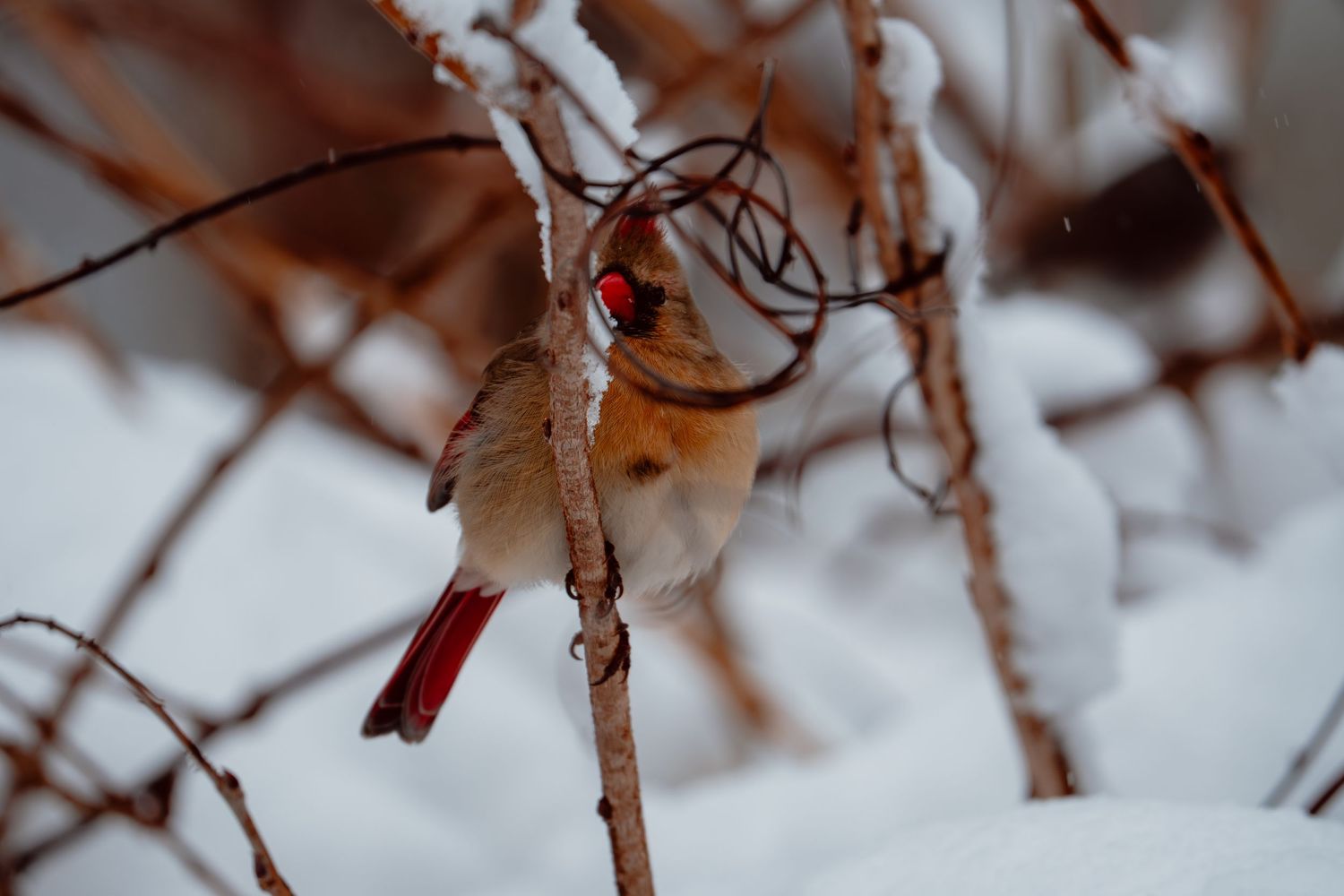 Female northern cardinal clinging to snowy branches with red beak visible.