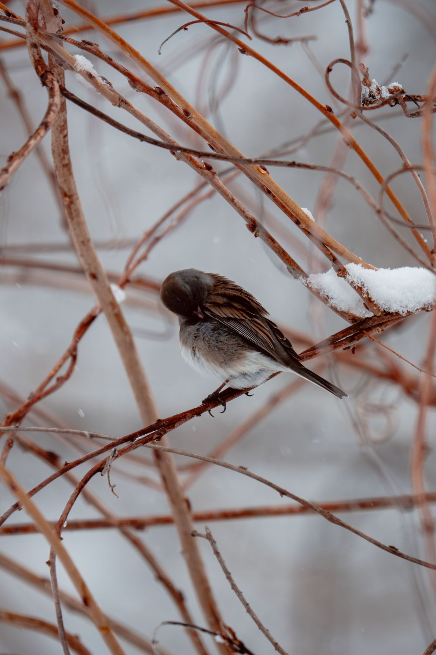A dark-eyed junco perched on snow-dusted branches in a winter shrub.