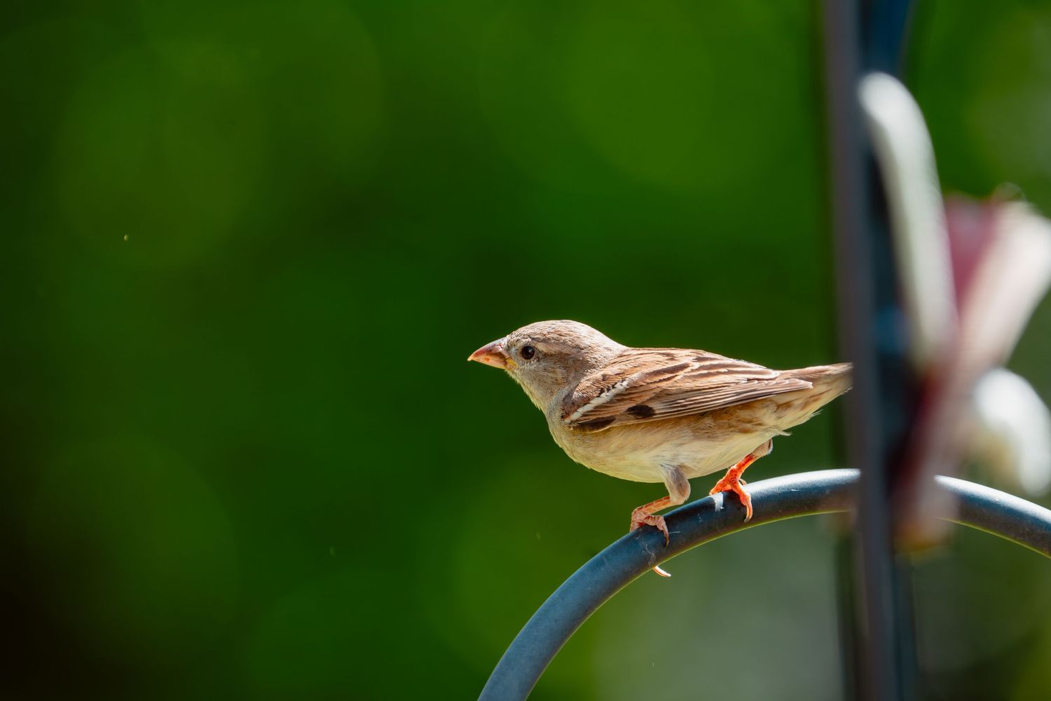 A small brown sparrow perched on a curved metal rod against a vivid green background.