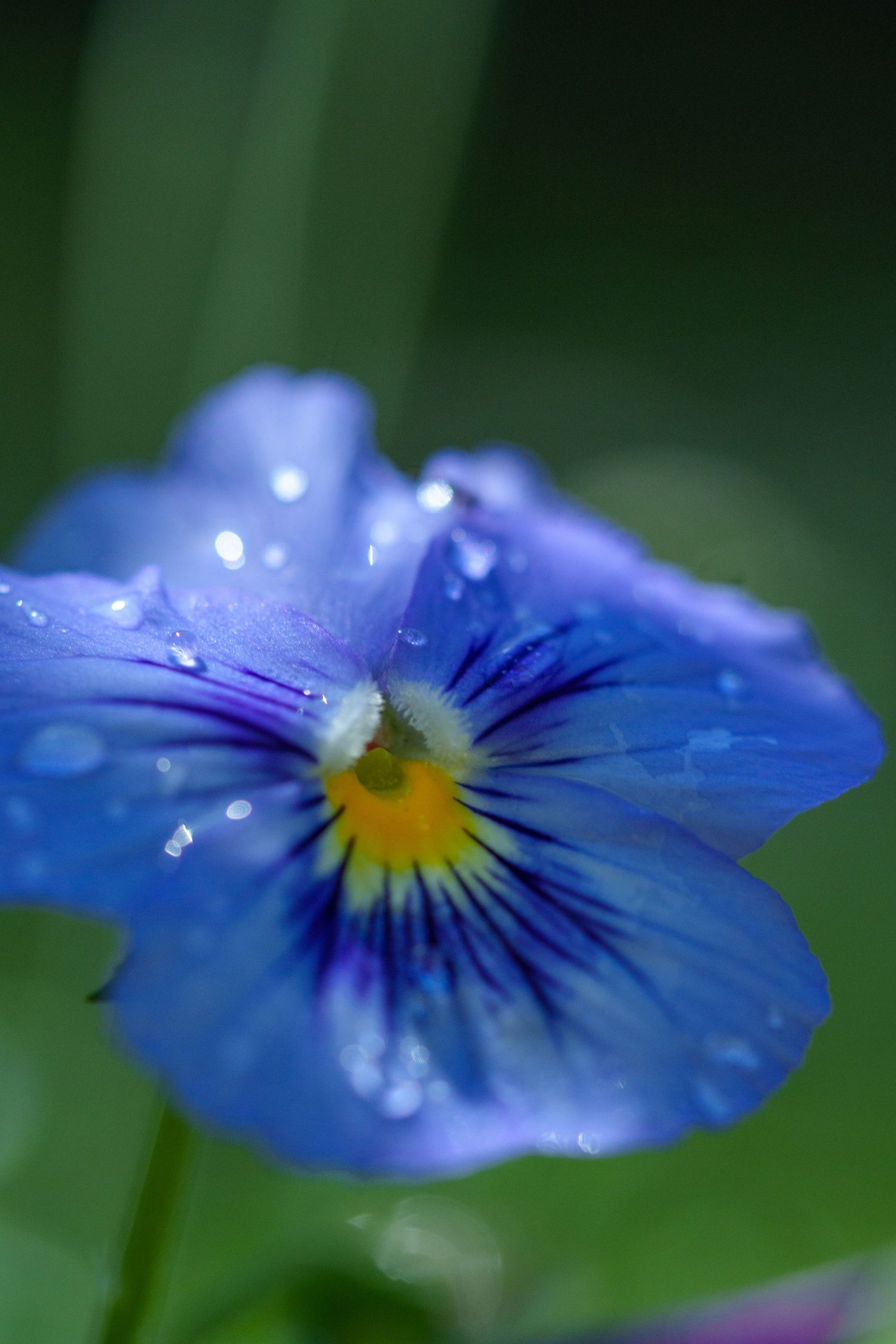 Macro shot of a blue pansy flower with water droplets on its petals and yellow center.