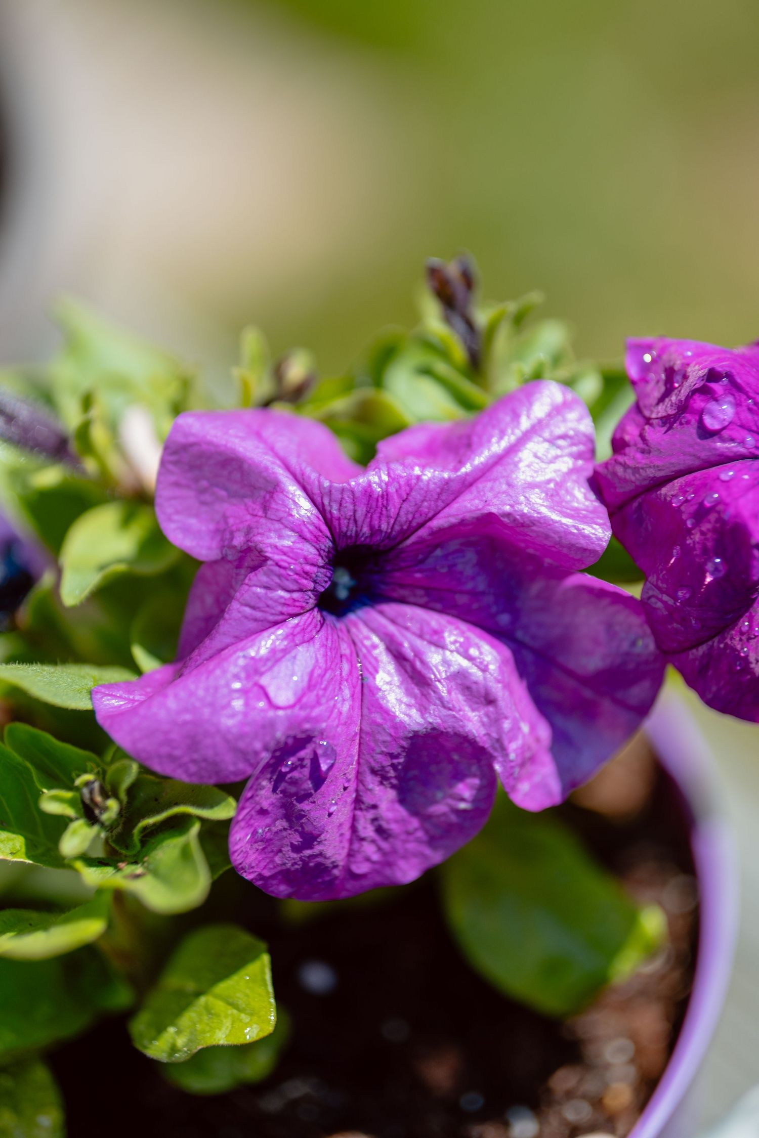 Purple petunia flowers with water droplets growing in a white pot outdoors.