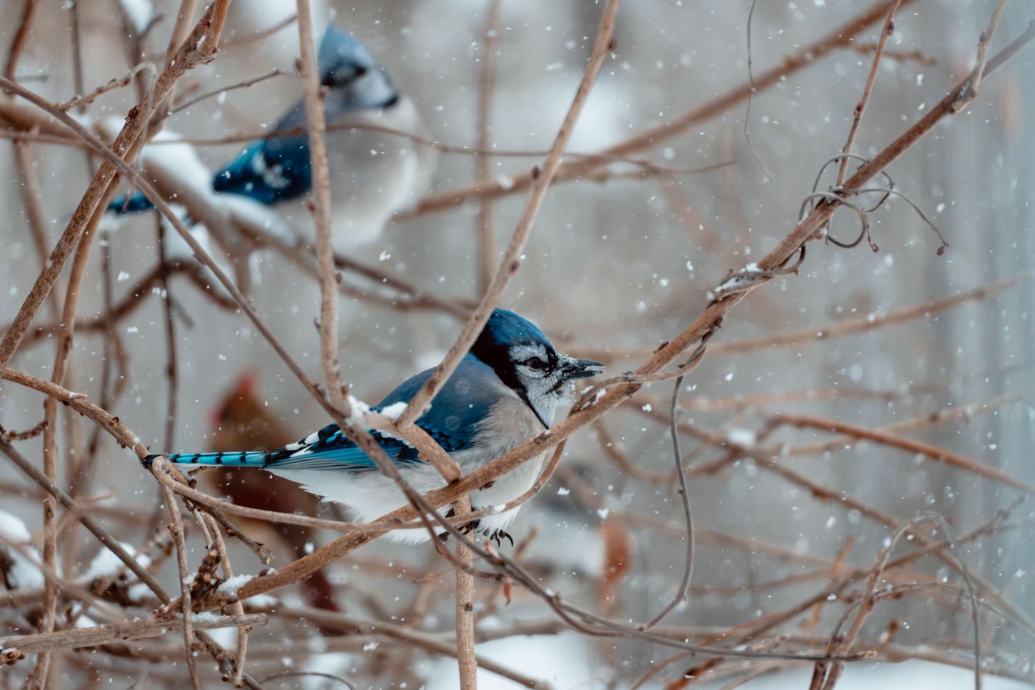 A blue jay perches on a snow-dusted branch among tangled bare twigs in winter.