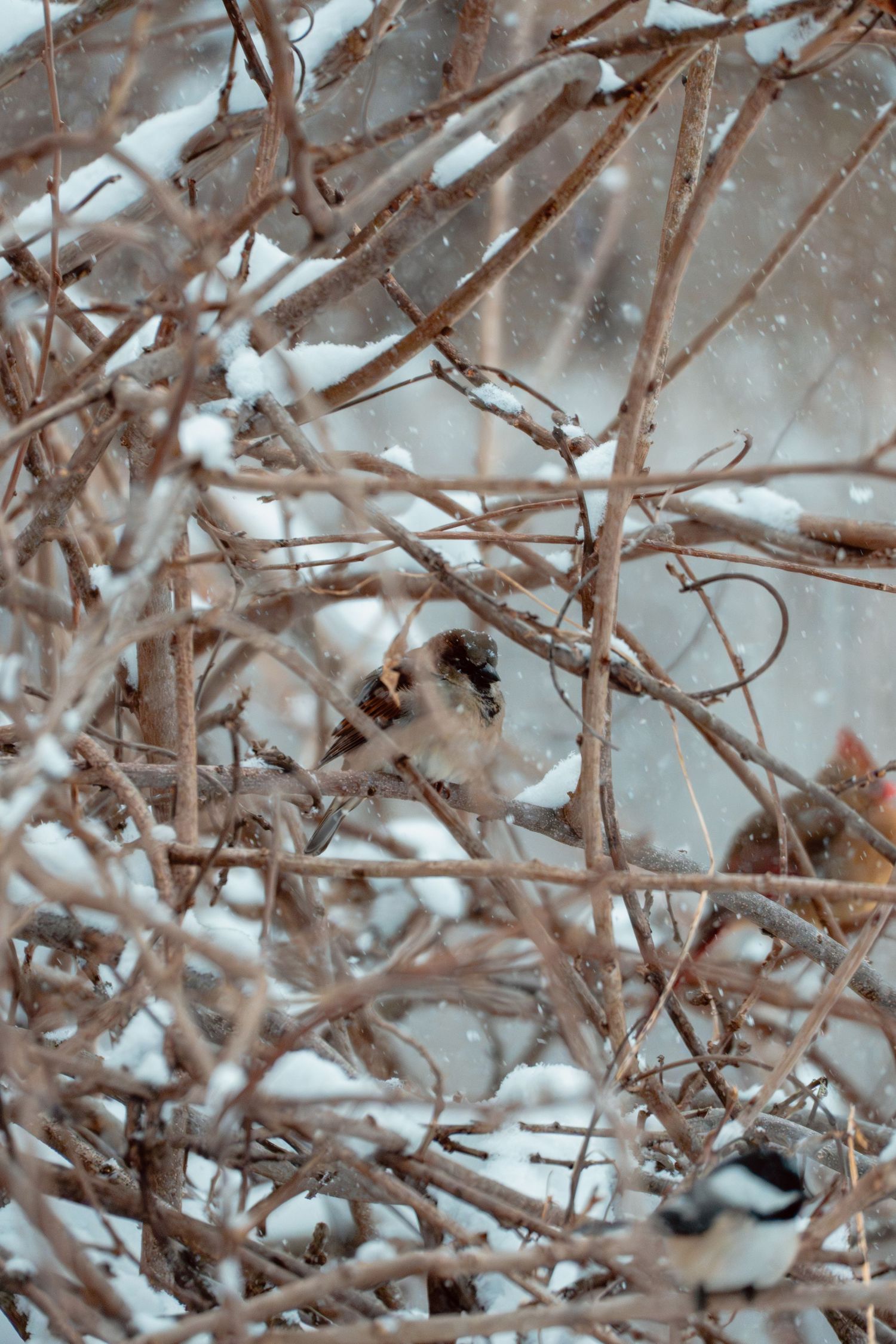 Birds sheltering among tangled bare branches dusted with snow during winter storm.