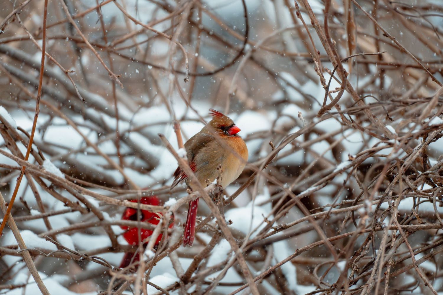 A female northern cardinal with warm brown plumage perched among snowy winter branches.