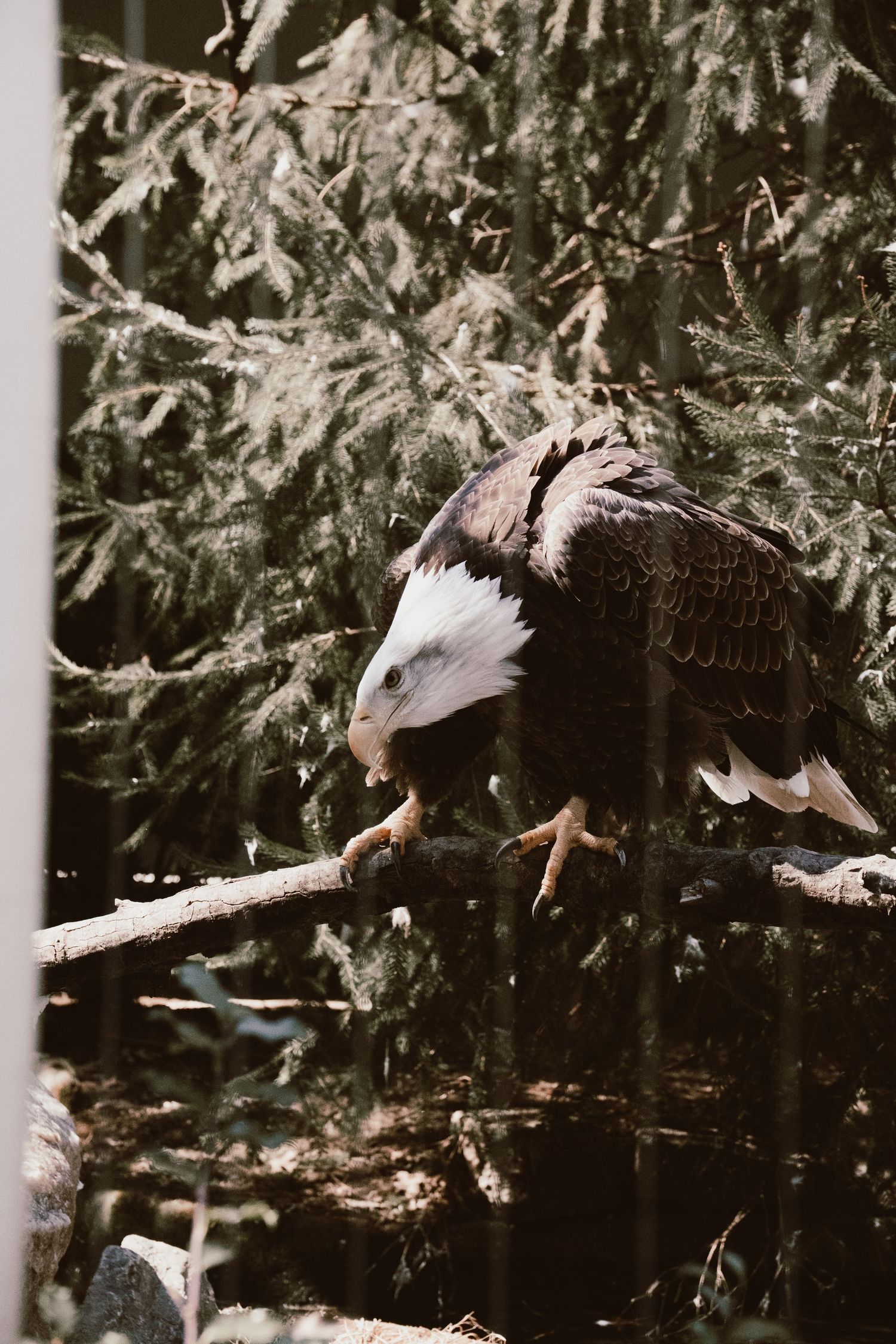 Bald eagle perched on a branch among dense evergreen trees, viewed through a fence.