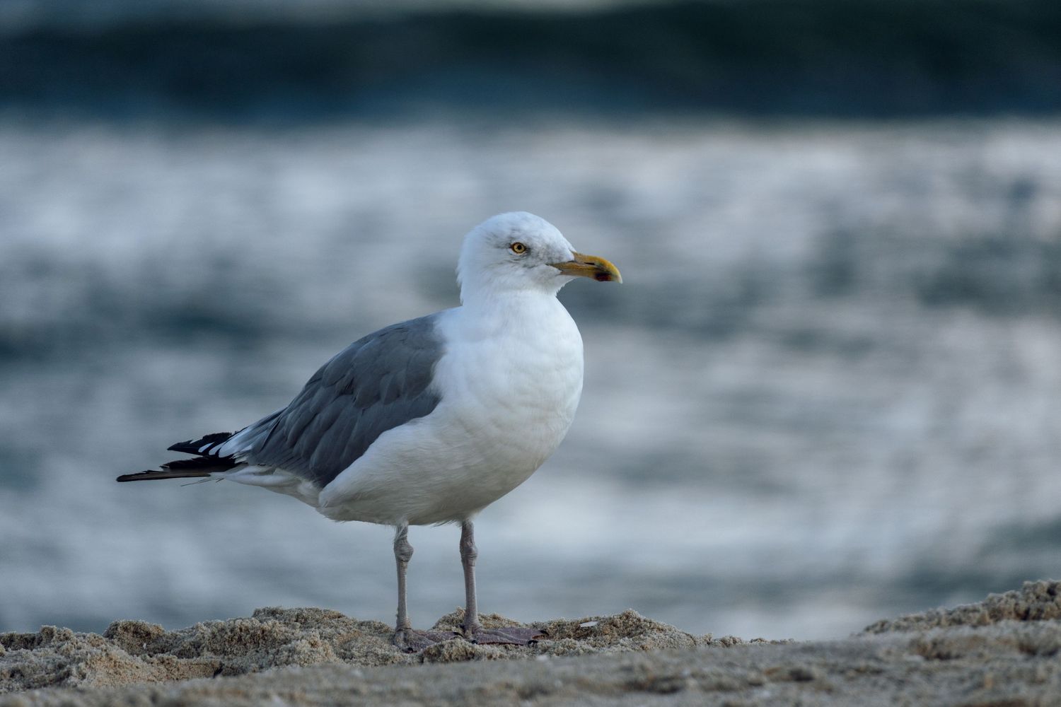 A herring gull stands on a sandy beach with blurred ocean waves in the background.