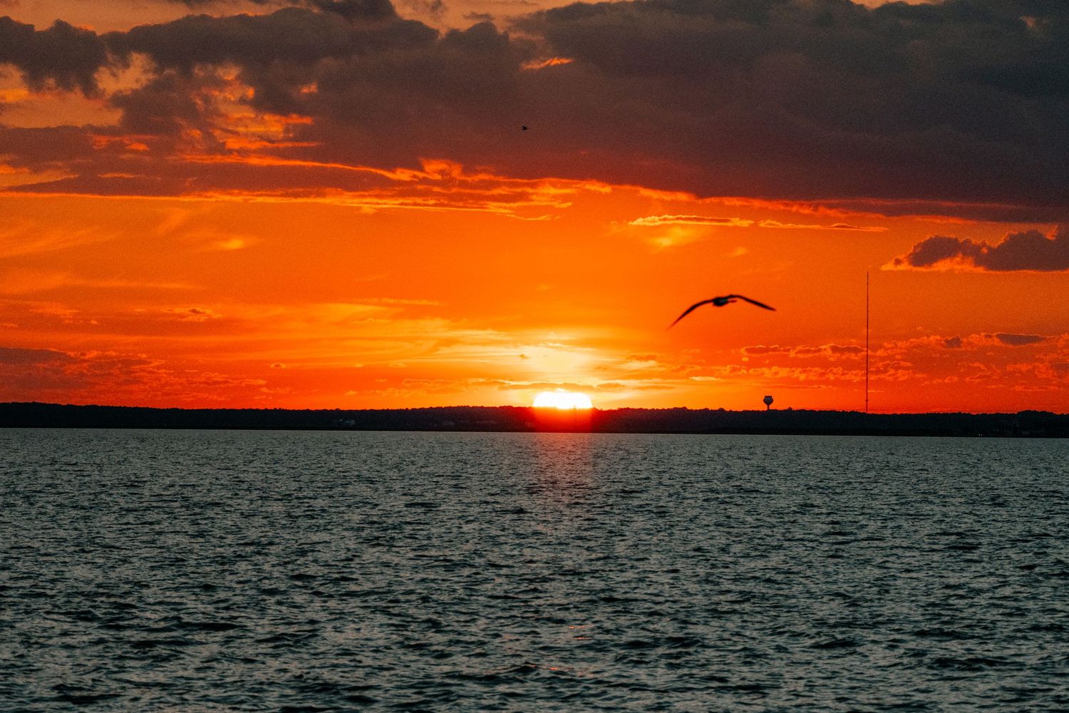 Seagull silhouetted against a brilliant red-orange sunset over a tranquil bay.