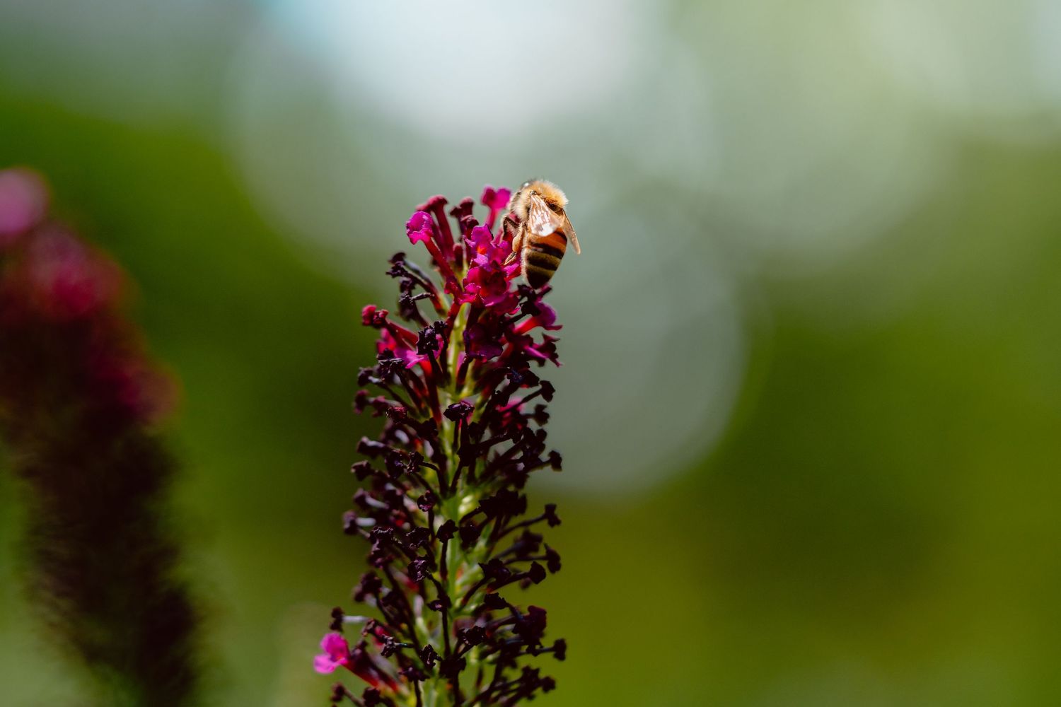 Macro shot of a honeybee on a slender purple butterfly bush flower spike against a soft bokeh background.