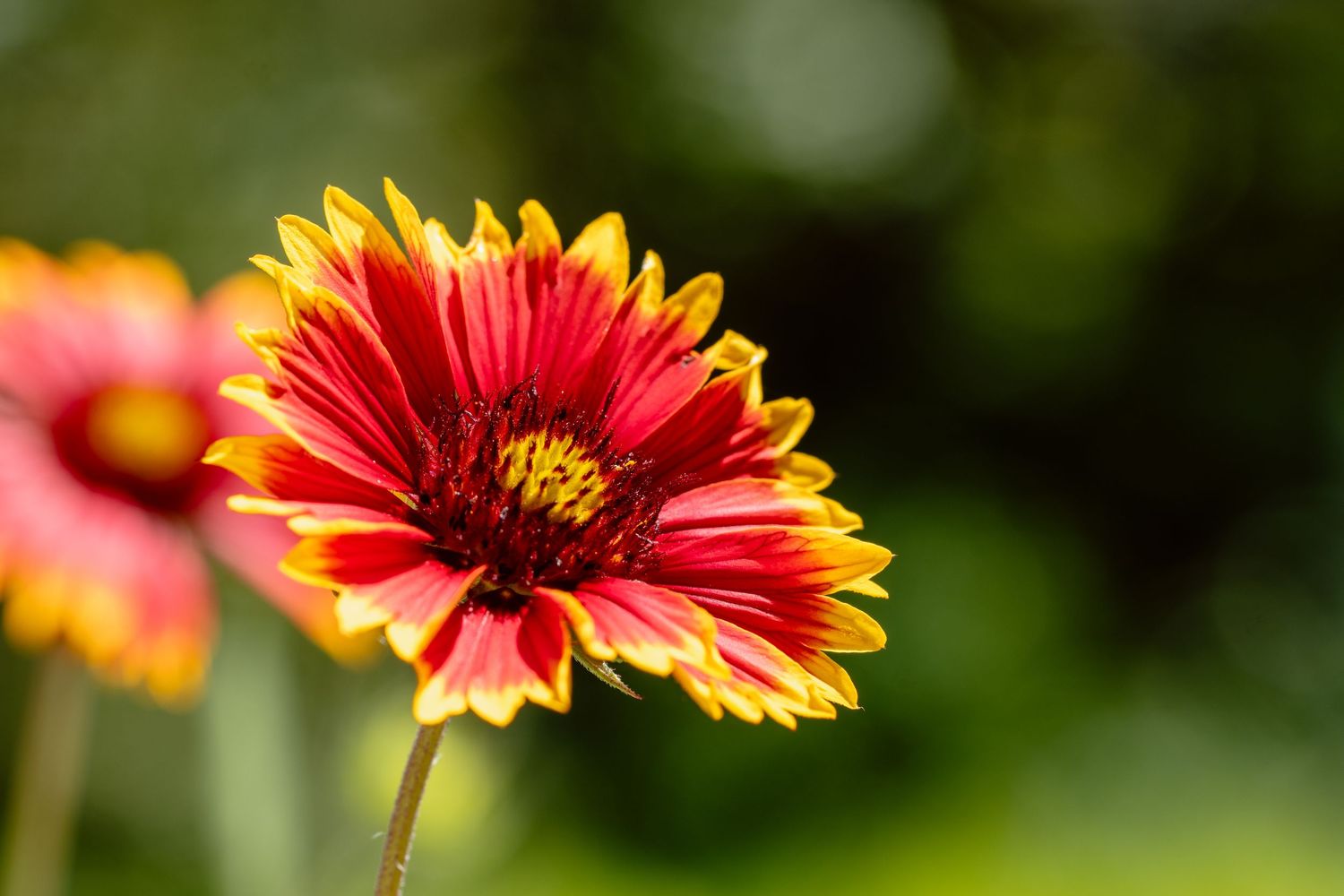 A vibrant red and yellow Gaillardia blanket flower in full bloom against a soft green bokeh background.