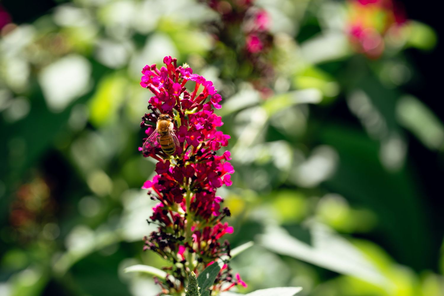A honeybee pollinating a vibrant pink butterfly bush flower spike in a sunny garden.