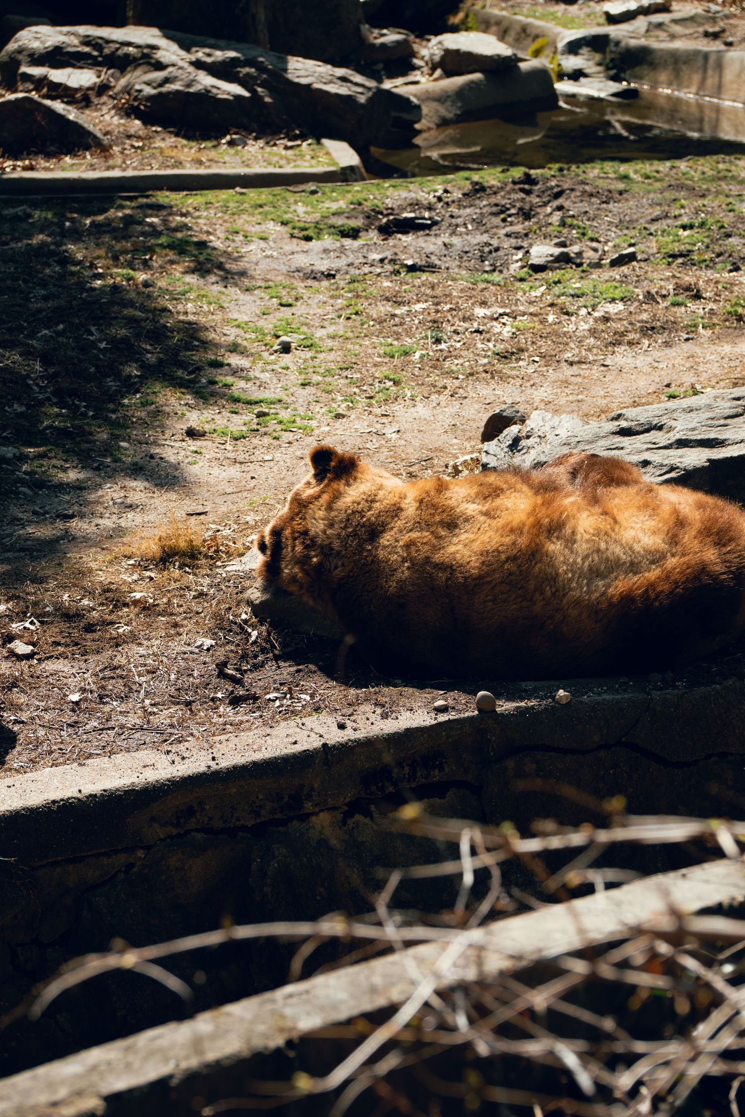 A brown bear lying down and resting on a concrete ledge in a rocky zoo enclosure.