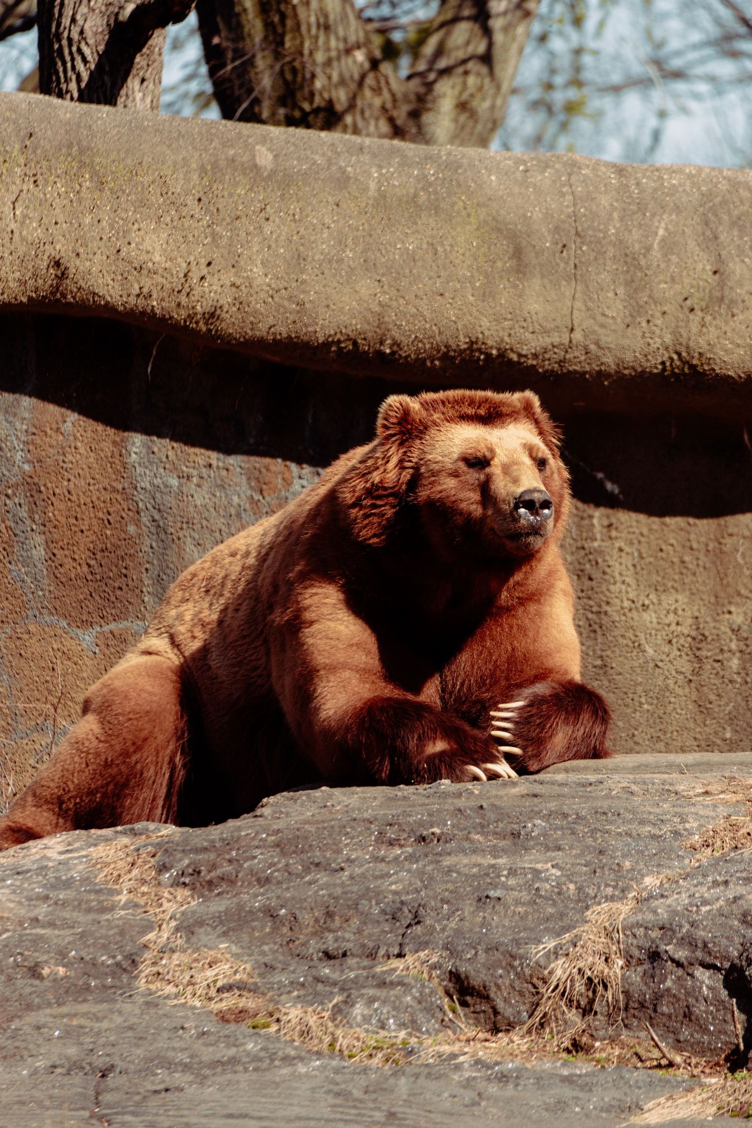 A large brown grizzly bear sitting upright on a rocky surface in a sunny zoo enclosure.