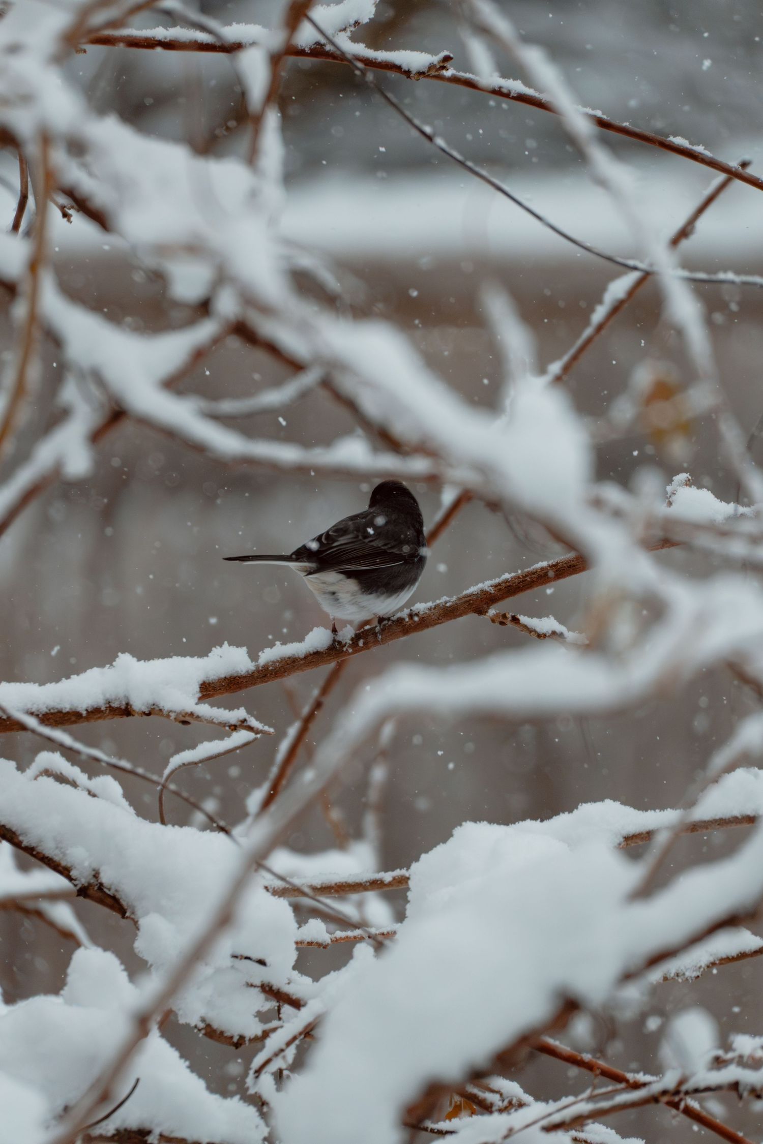 A dark-eyed junco perched on a snow-covered branch during a winter snowstorm.