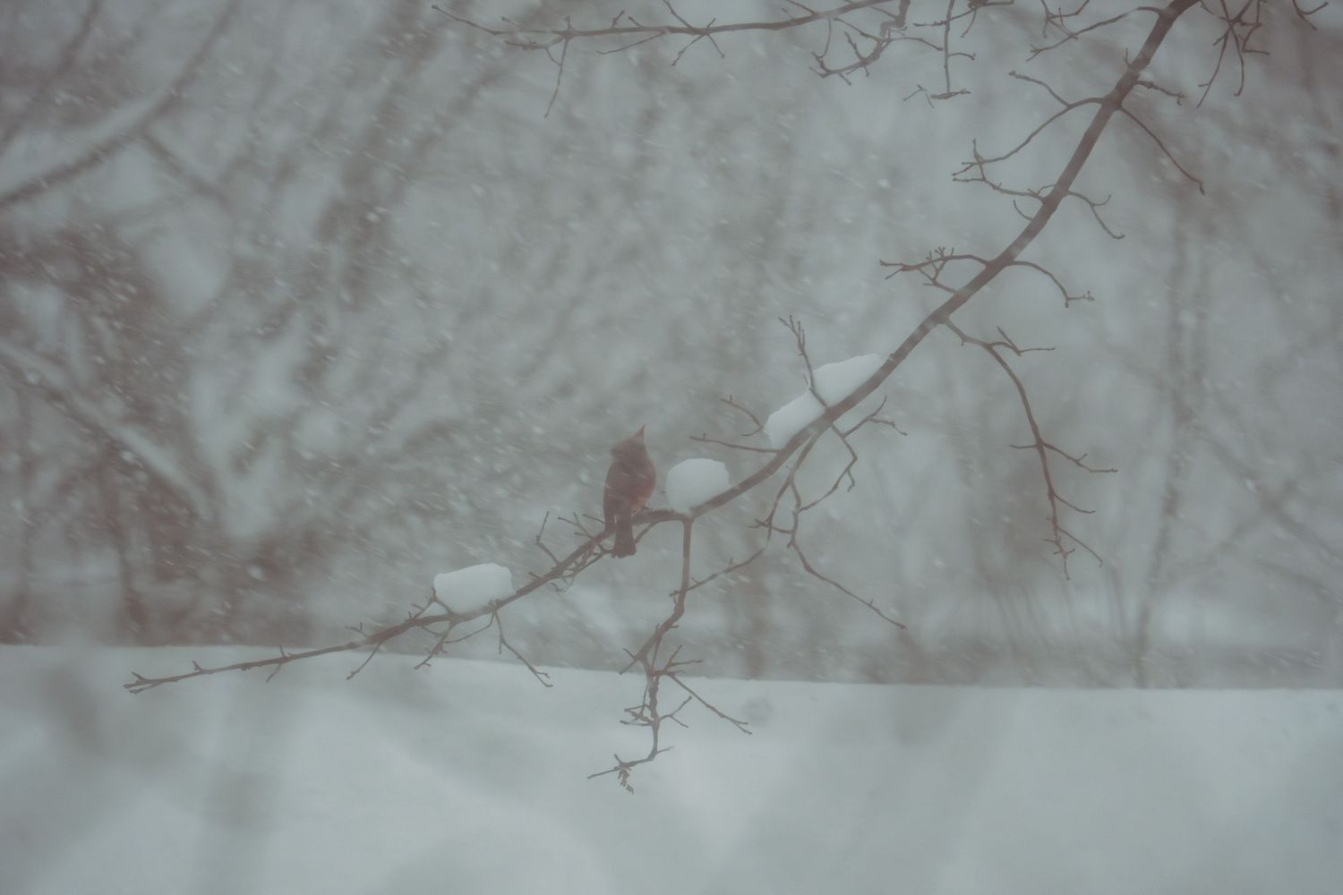 A lone bird perched on a snow-laden bare tree branch viewed through a frosty window.
