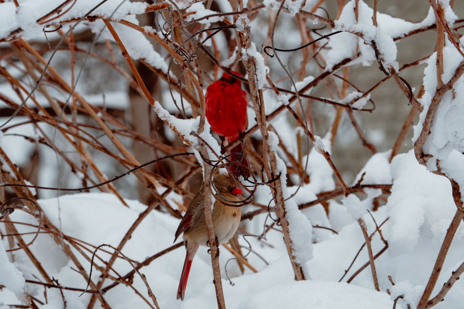 Male and female northern cardinals nestled among heavily snow-laden winter branches.