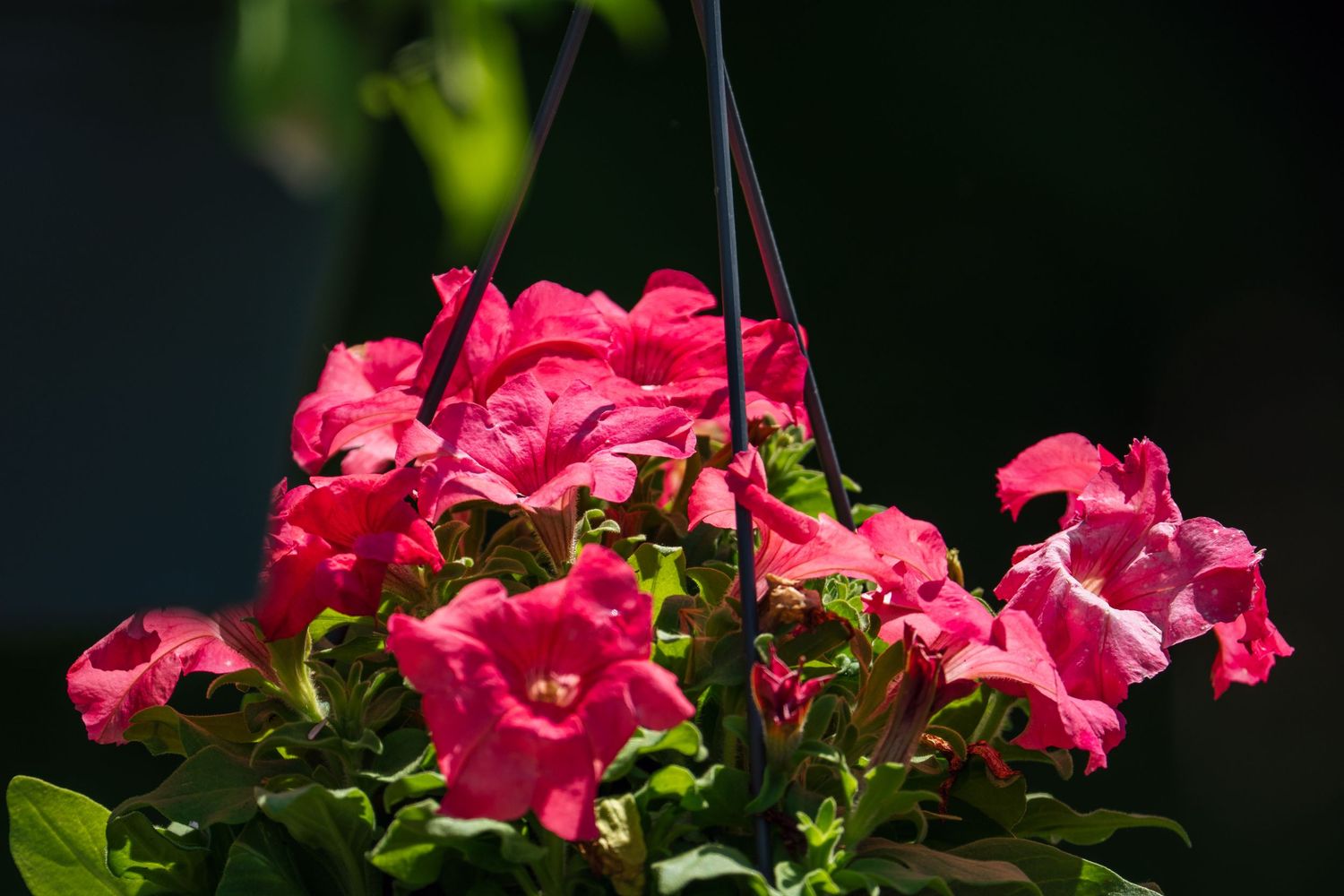 Bright red and pink petunias in a hanging planter basket against a dark background.