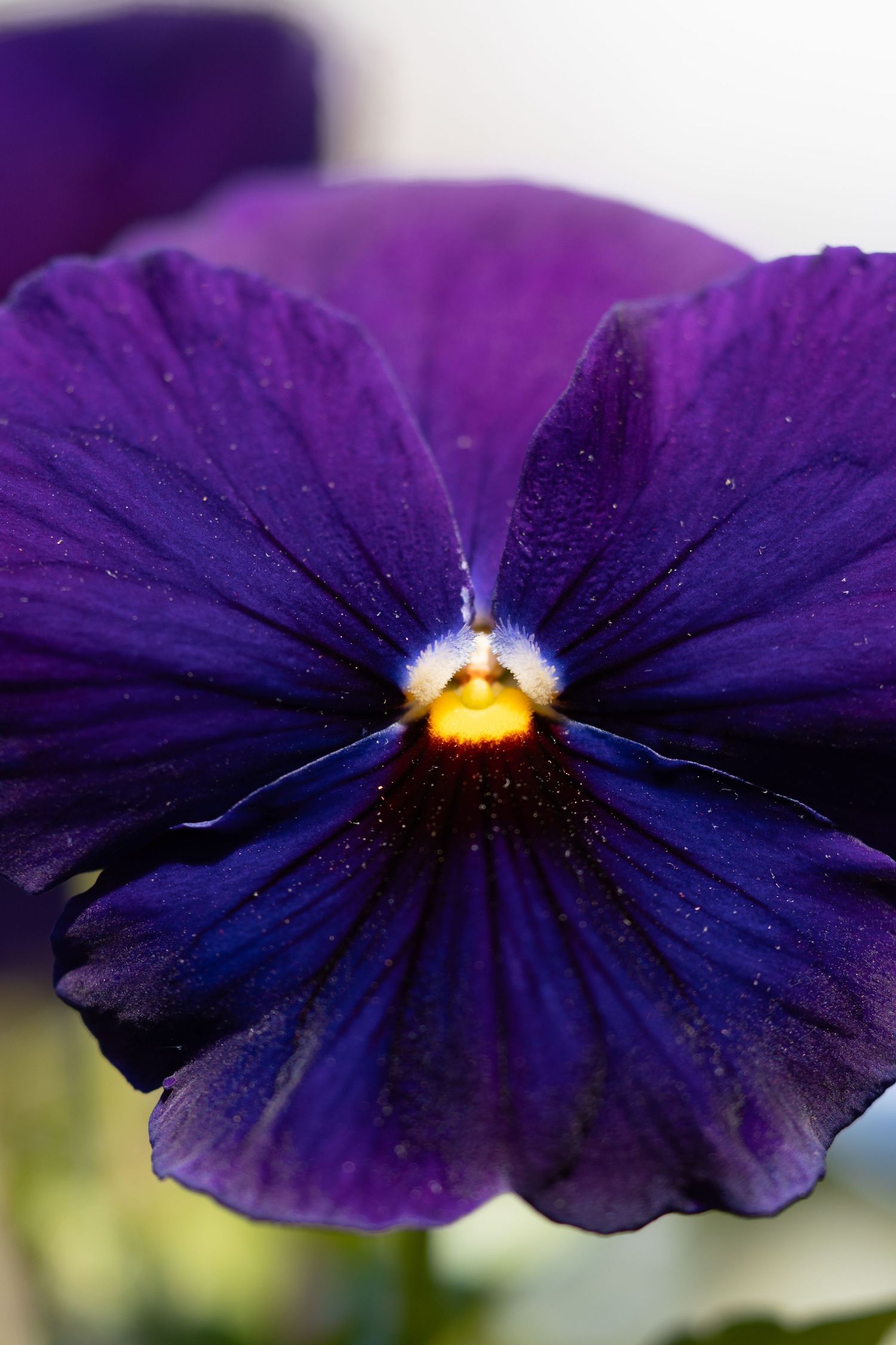 Close-up of a deep purple pansy flower with distinctive yellow and white center.