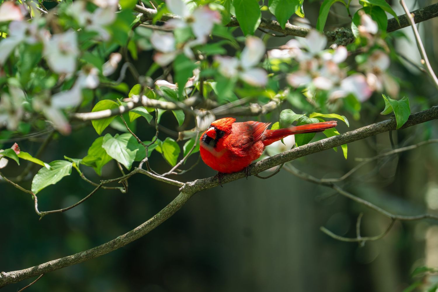 Bright red male Northern Cardinal resting on a dogwood tree branch with white spring flowers and lush green foliage.