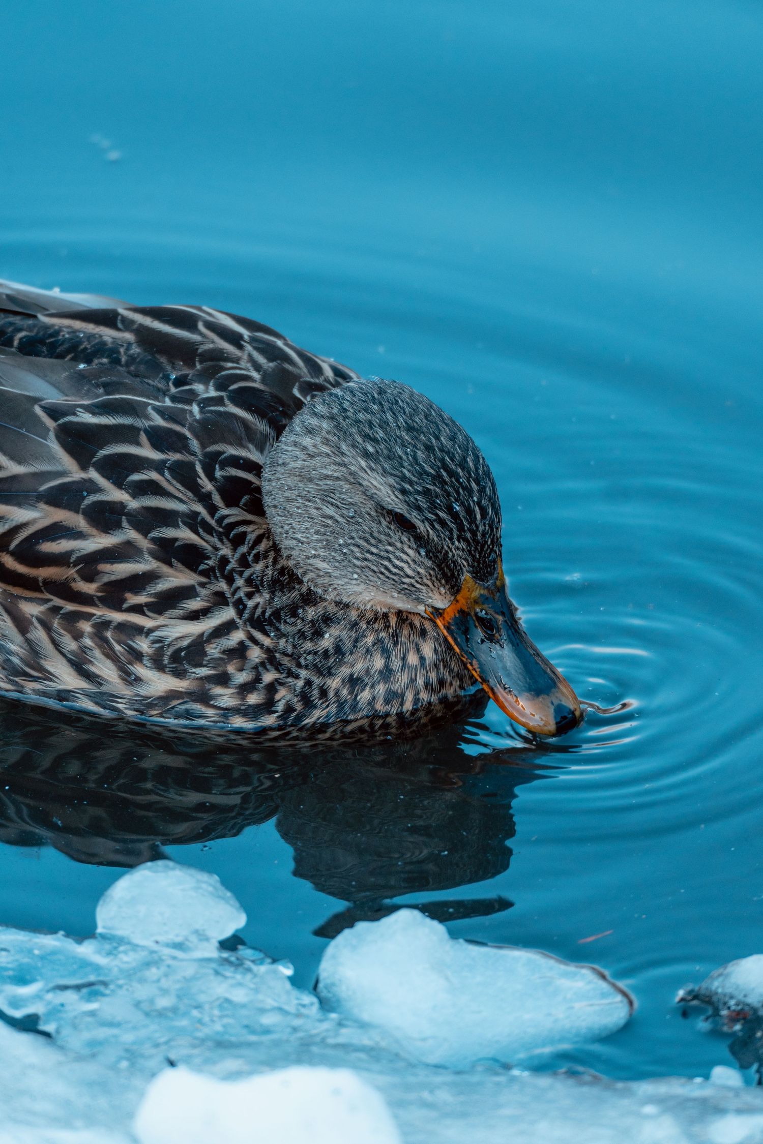A female mallard duck drinking water near floating ice chunks on a vivid blue winter pond.