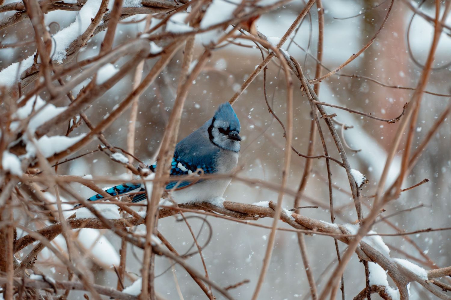 A vibrant blue jay sits on a snow-dusted branch amid tangled bare winter shrubs.