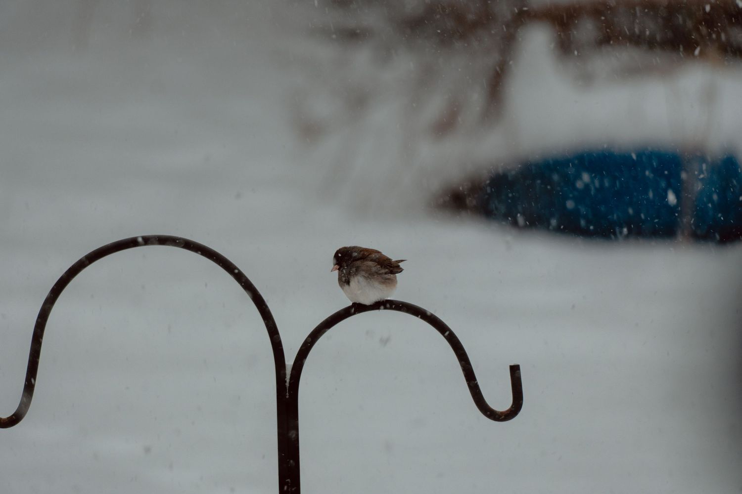Small sparrow perched on a metal shepherd hook stand in heavy snowfall.