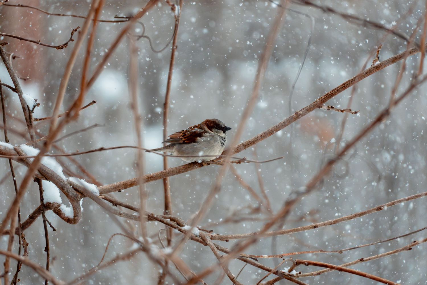 House sparrow perched on snowy branch with snowflakes falling in winter scene.
