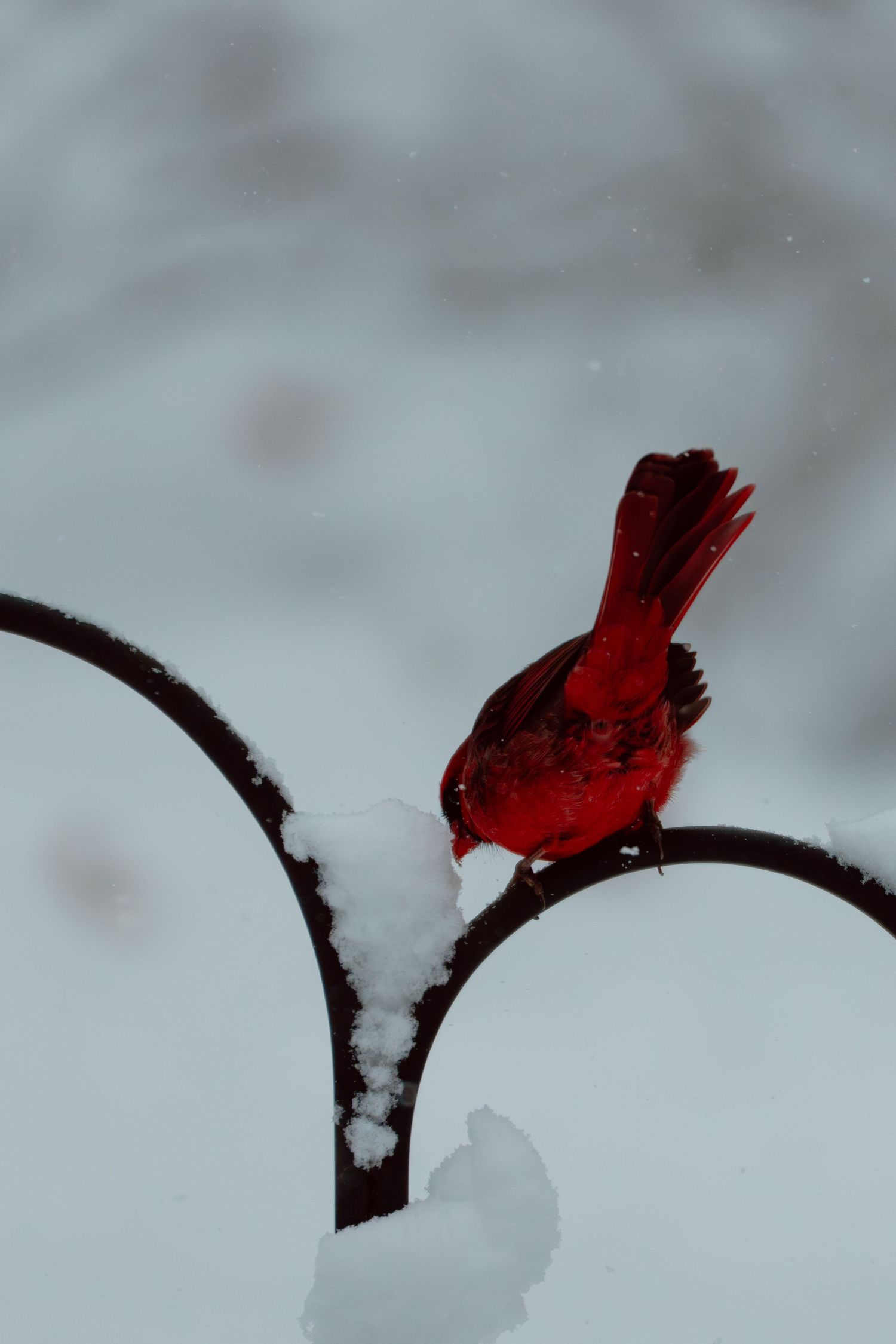A bright red male cardinal perches on a snow-covered iron garden stake during winter snowfall.