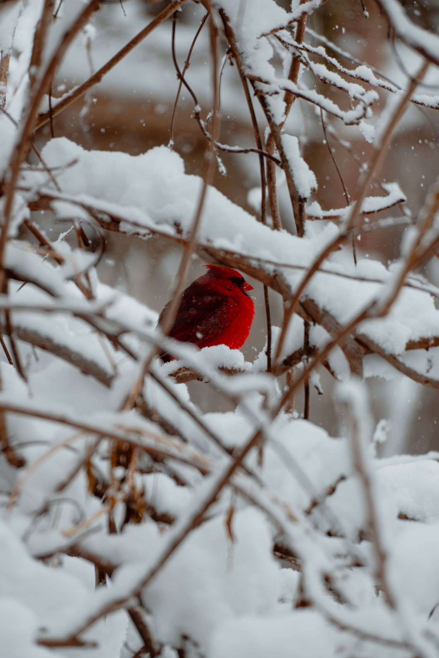 A vivid red male cardinal perches amid snow-dusted bare branches during a winter snowstorm.