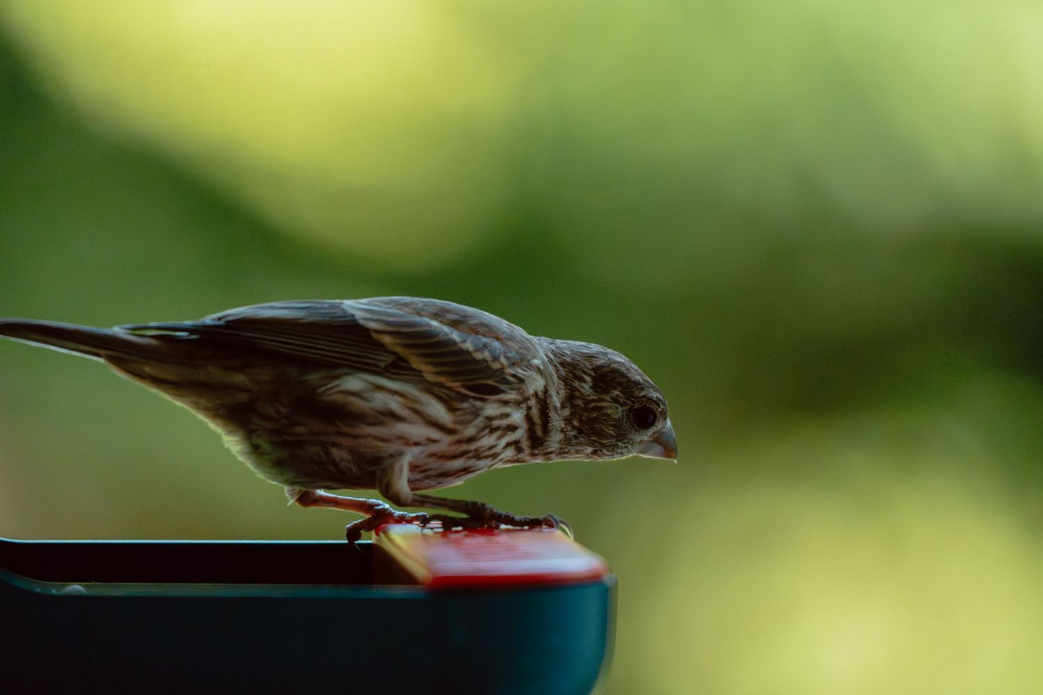 A streaked brown house finch perches on the edge of a red and teal bird feeder with a green background.