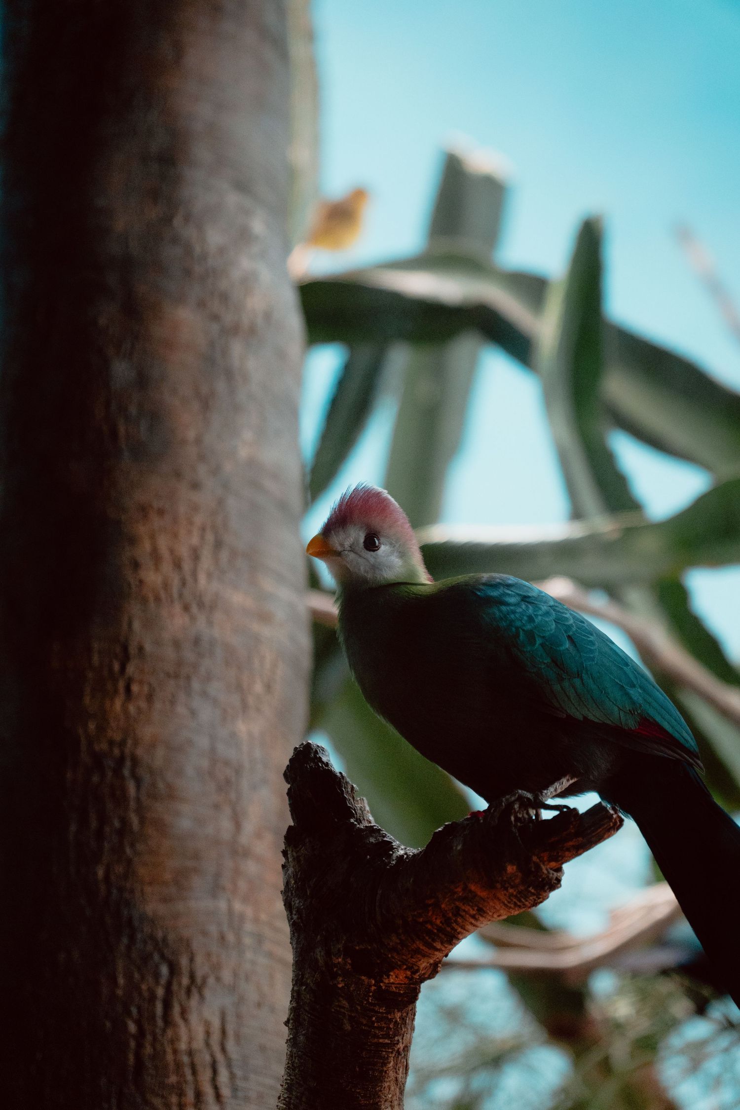 A colorful green and pink bird perched on a branch against a blue sky background.