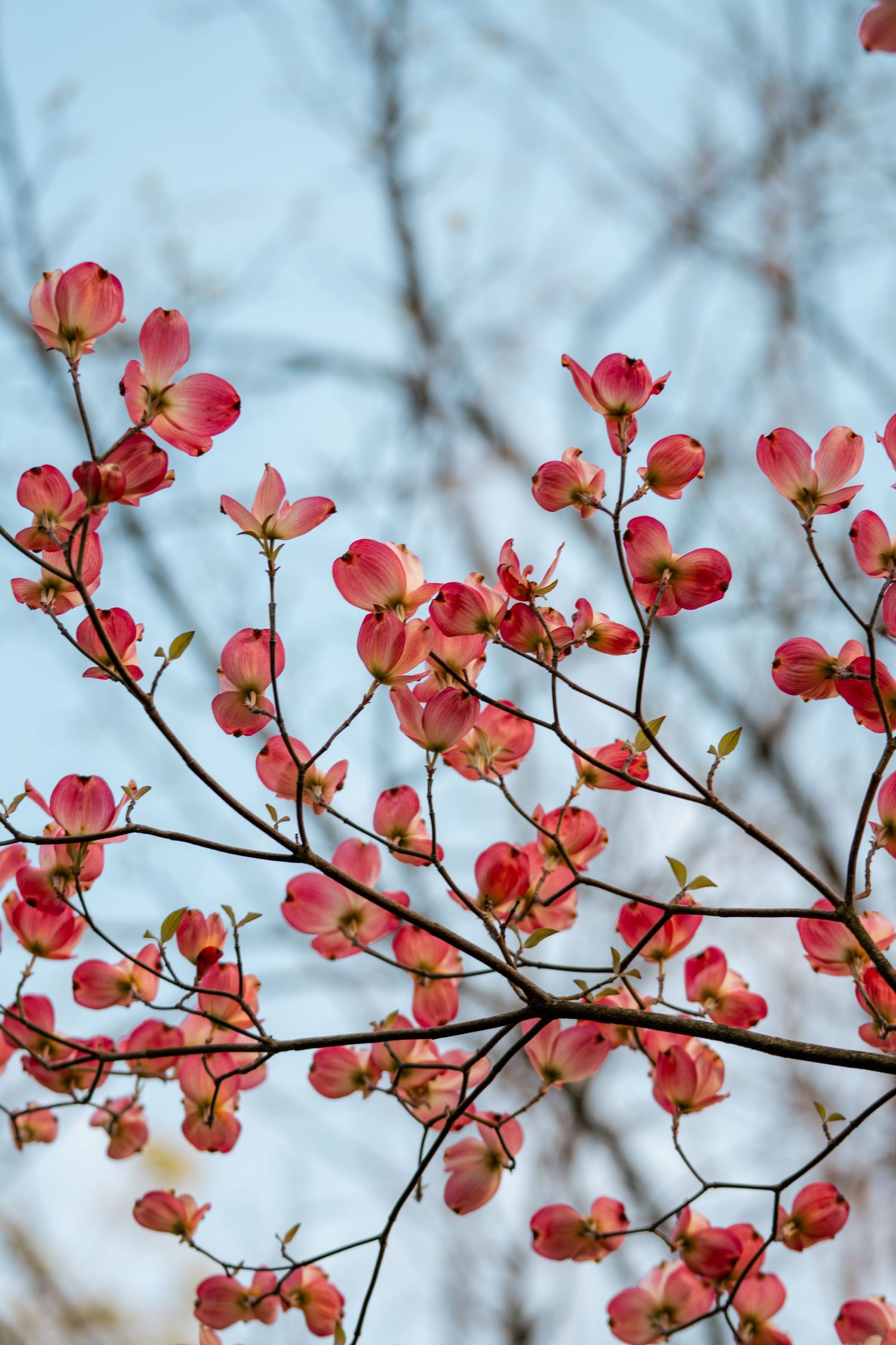 Pink dogwood tree blossoms bloom on bare branches against a soft blue sky in spring.