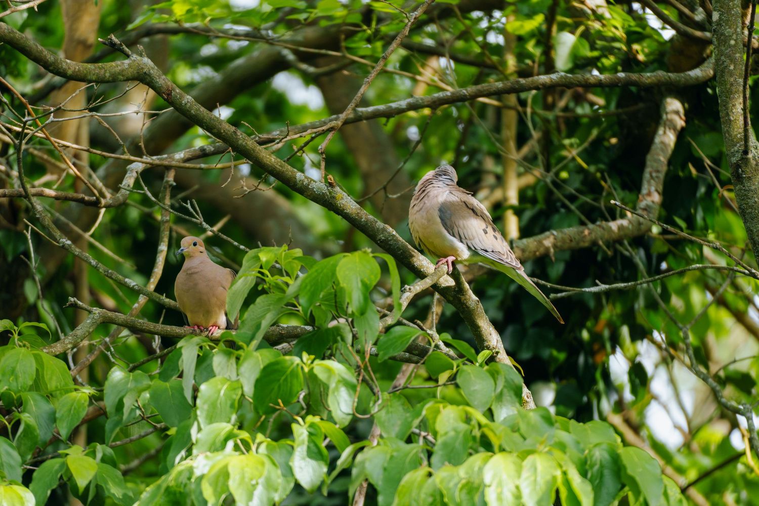 Two brown doves perched on branches among lush green leaves in a tree.