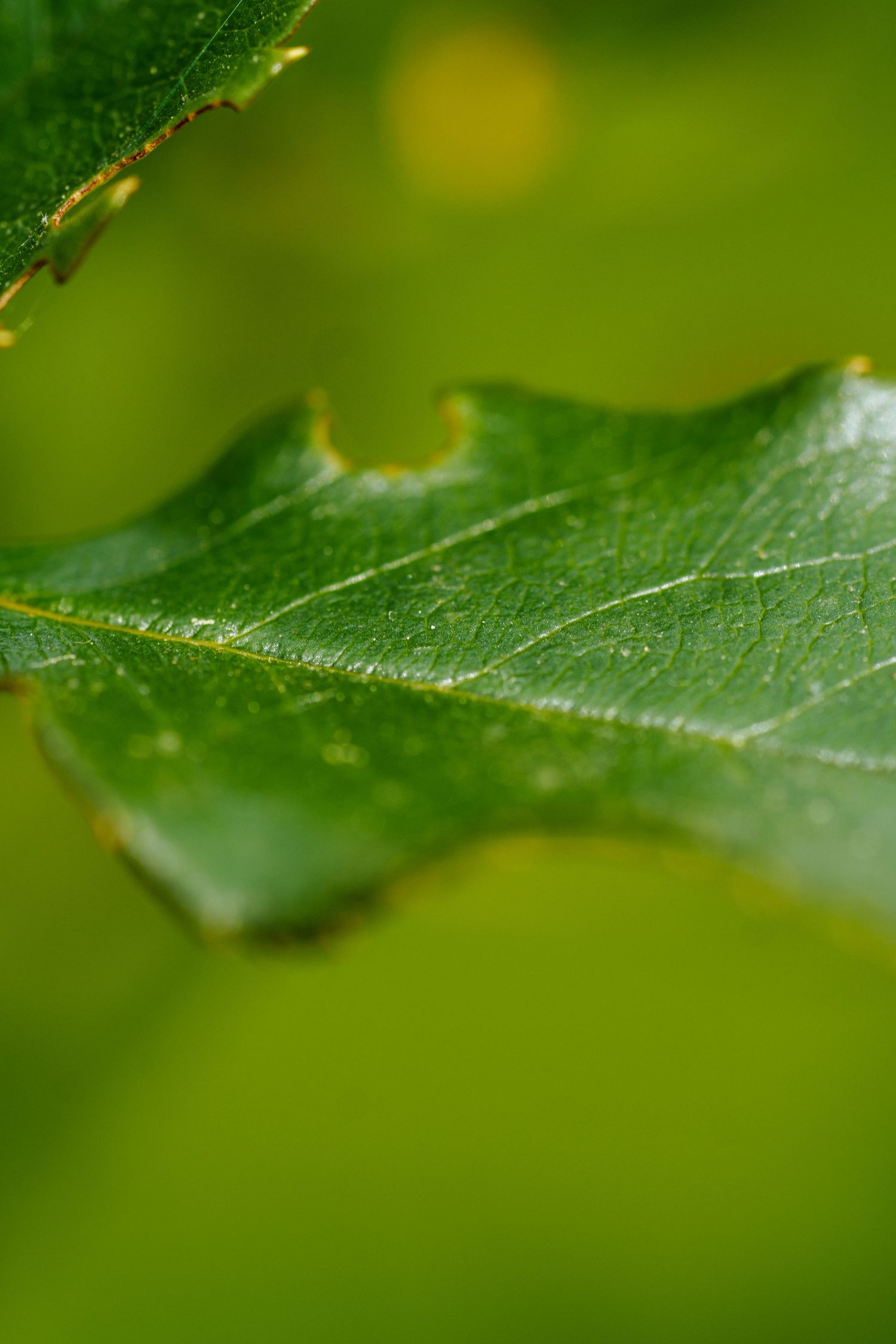 Close-up macro photo of a vibrant green oak leaf with visible veins and a small hole, set against a blurred green background.