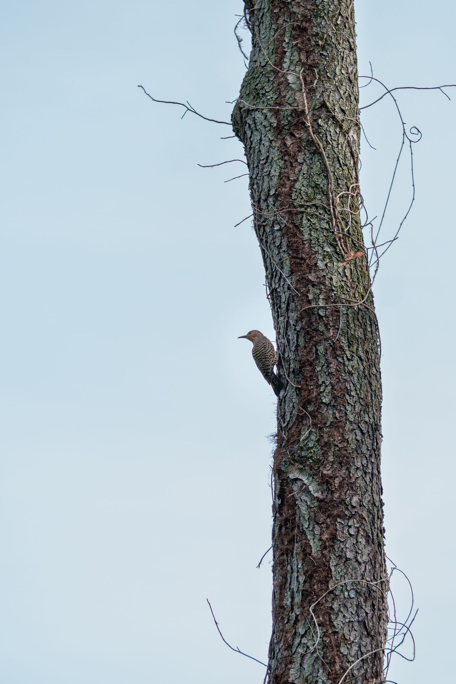 A woodpecker clings to the bark of a tall tree trunk against a pale blue sky.