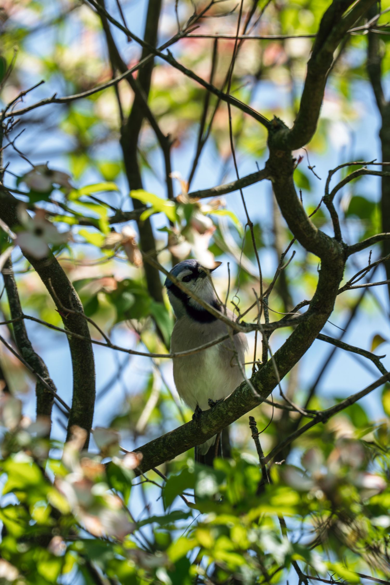 Blue jay perched on a dogwood tree branch surrounded by blooming white flowers and foliage.