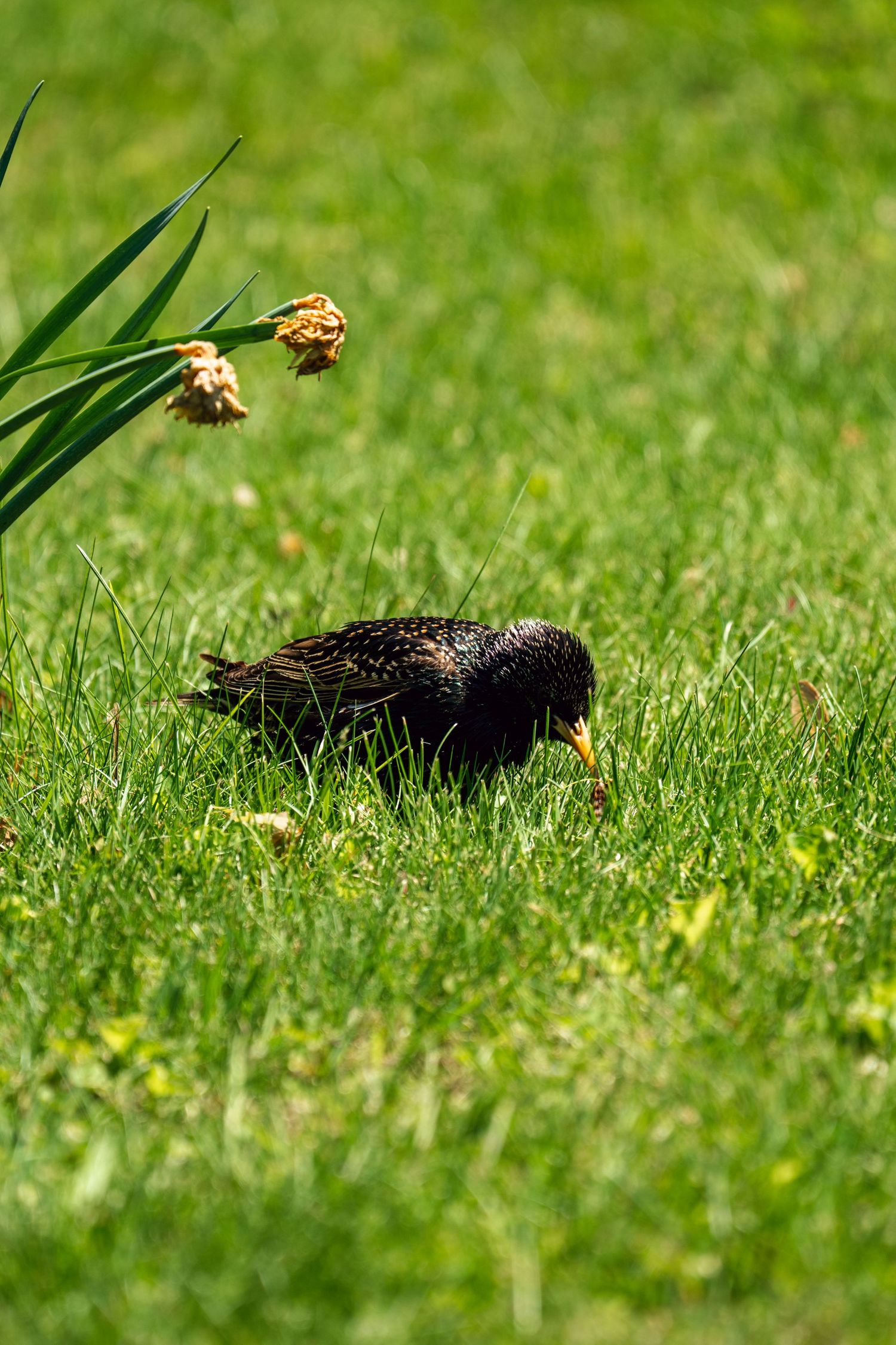 A glossy starling with spotted feathers hunts for food in vibrant green grass by wilted blooms.