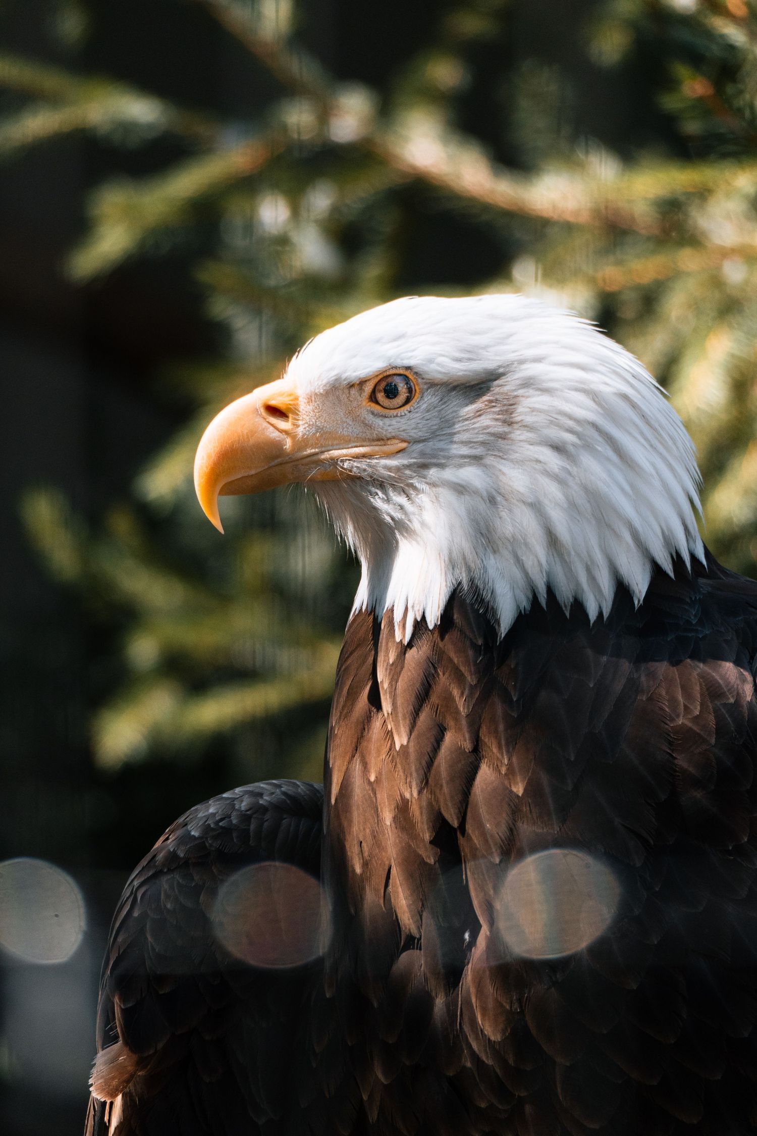 Side profile close-up of a majestic bald eagle with brown feathers and sharp yellow beak.