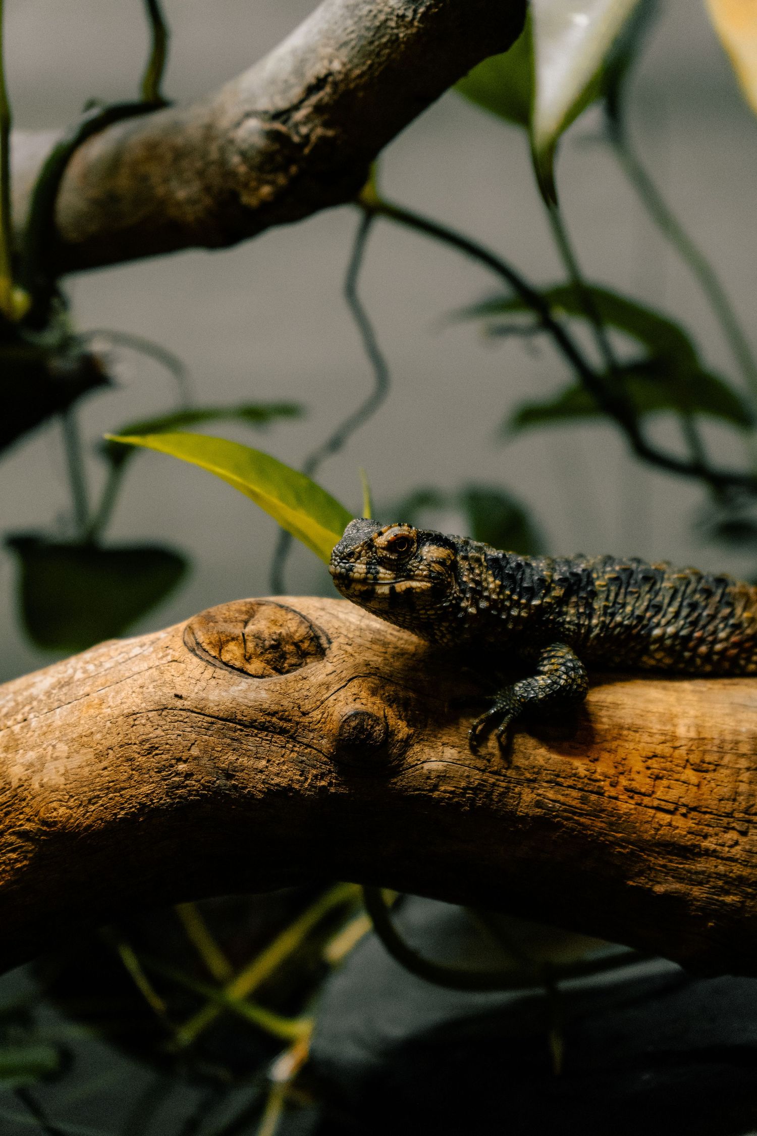 A spiny dark lizard perched on a thick wooden branch surrounded by green tropical plants.