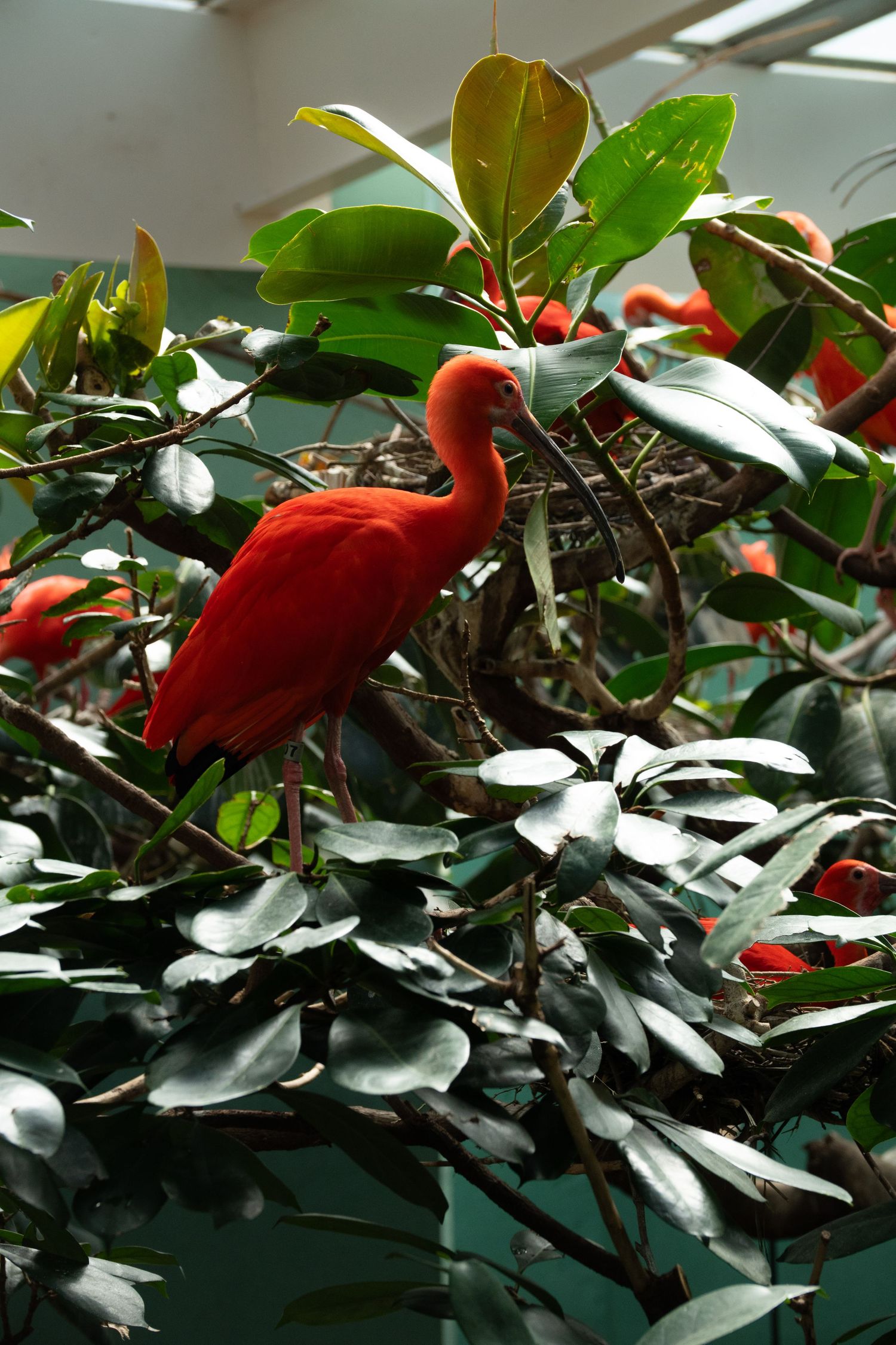 A vibrant scarlet ibis bird perched among lush green tropical leaves inside an aviary enclosure.