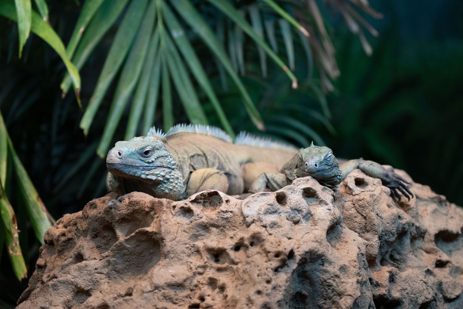 Two blue-green iguanas basking together on a textured rock with tropical foliage behind them.