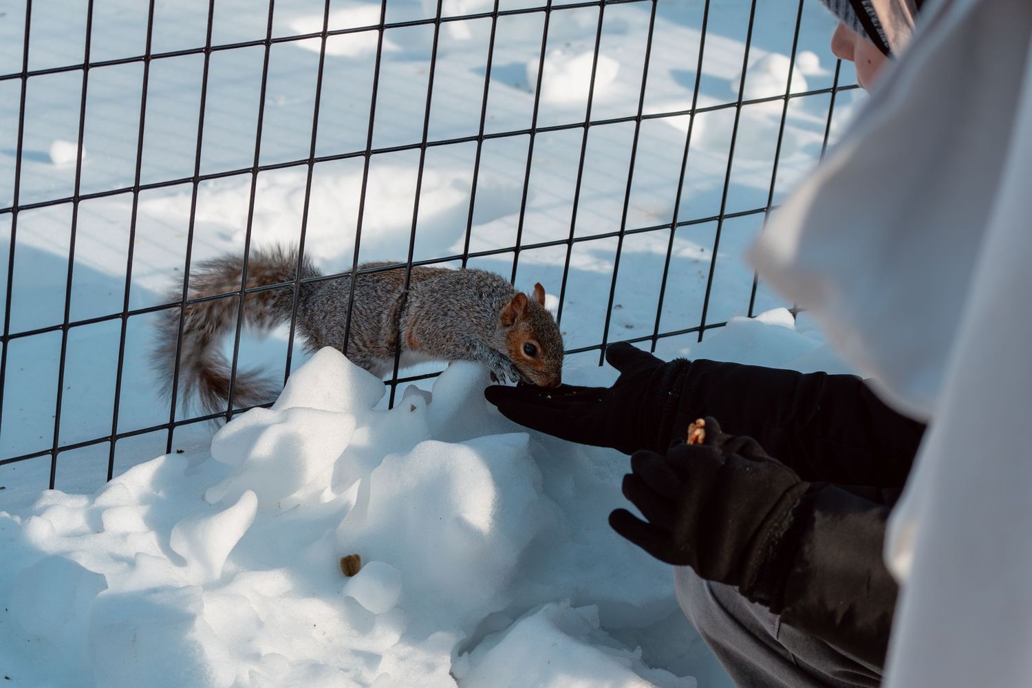 A gray squirrel approaches a gloved hand through a black metal fence in a snowy winter landscape.