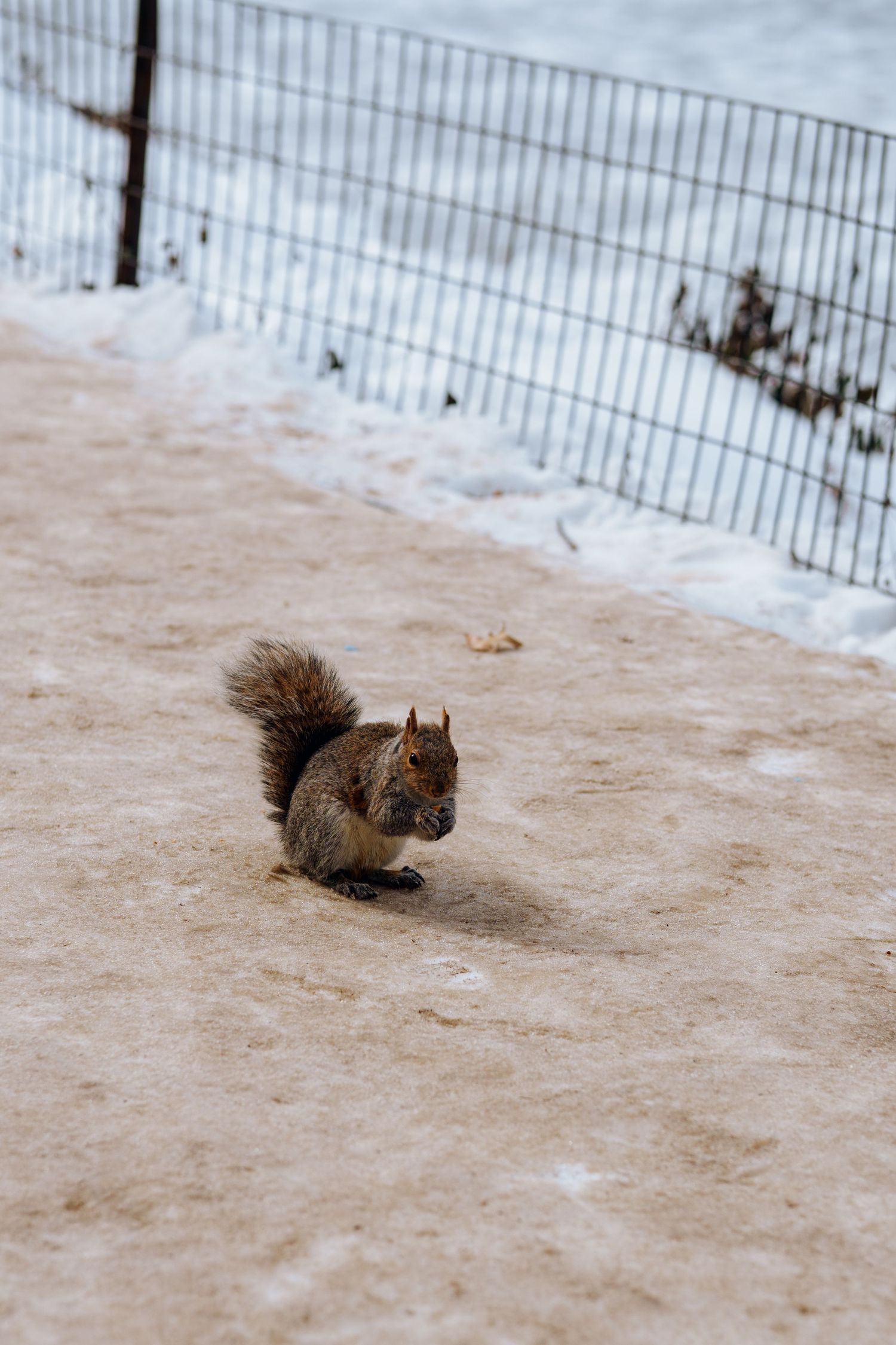 A grey squirrel eating near a metal fence on a snowy park path in winter.
