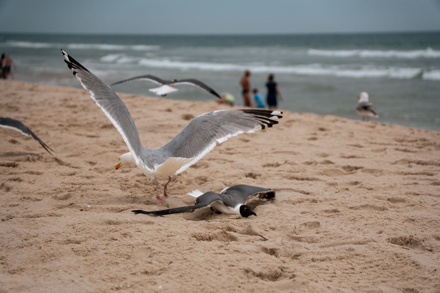 Seagulls flying and resting on a sandy beach with ocean waves and people in the background.