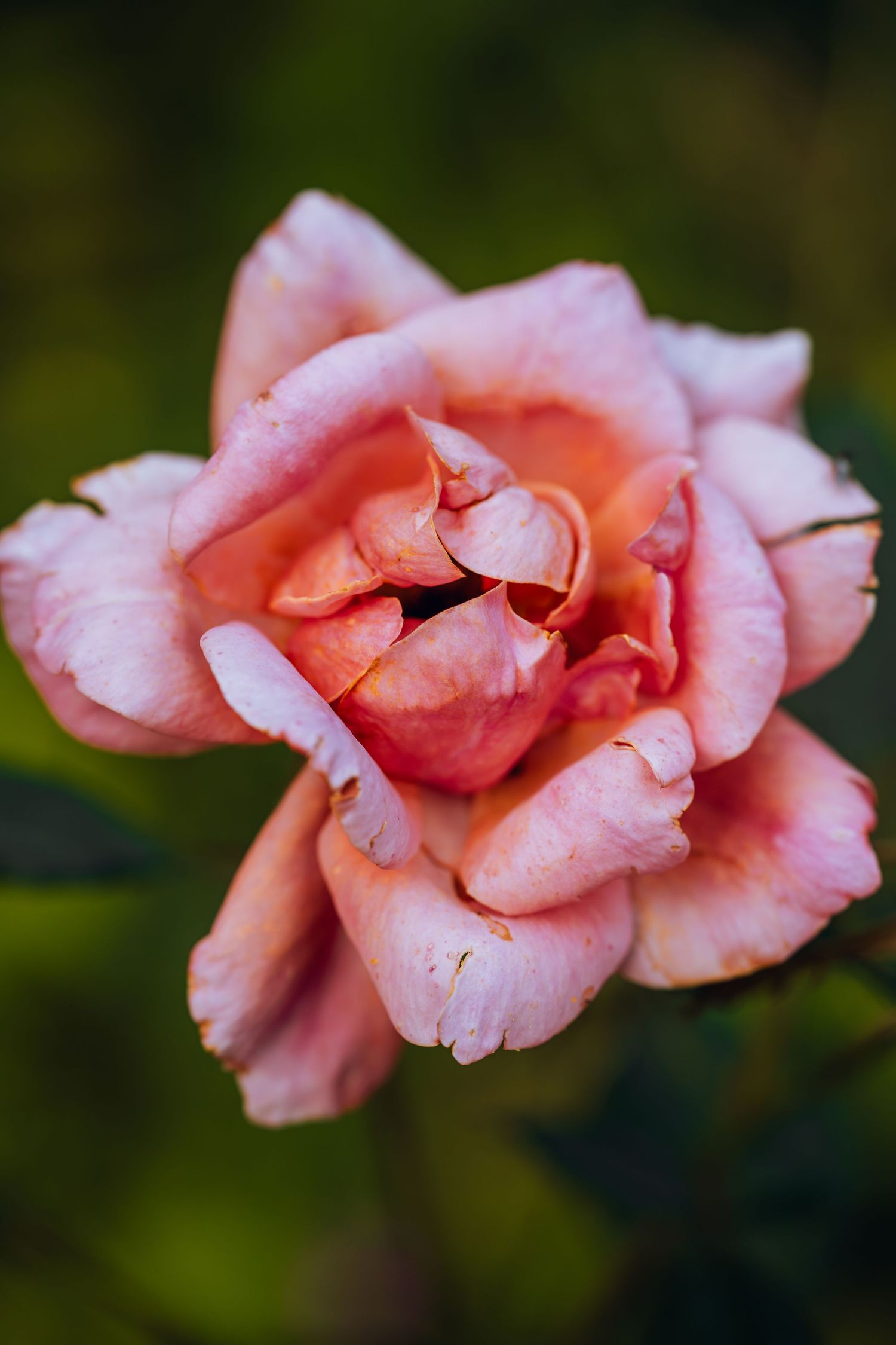 Close-up of a blooming pink and peach rose with delicate petals against a blurred green background.