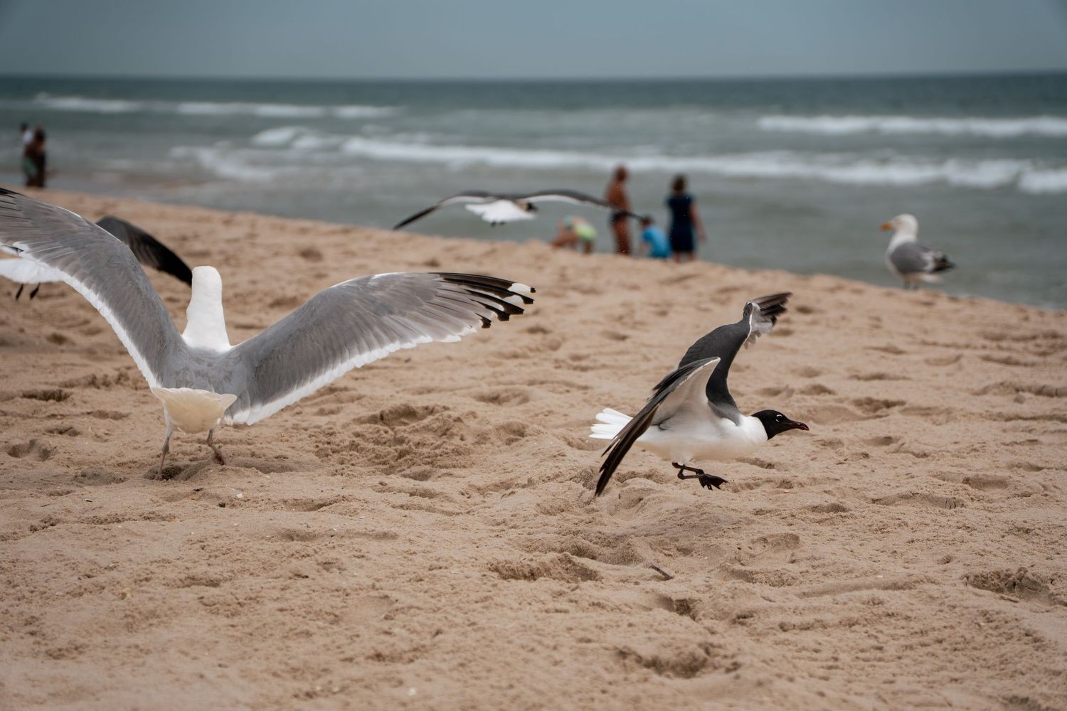 Seagulls flying and standing on a sandy beach with ocean waves and people in the background.