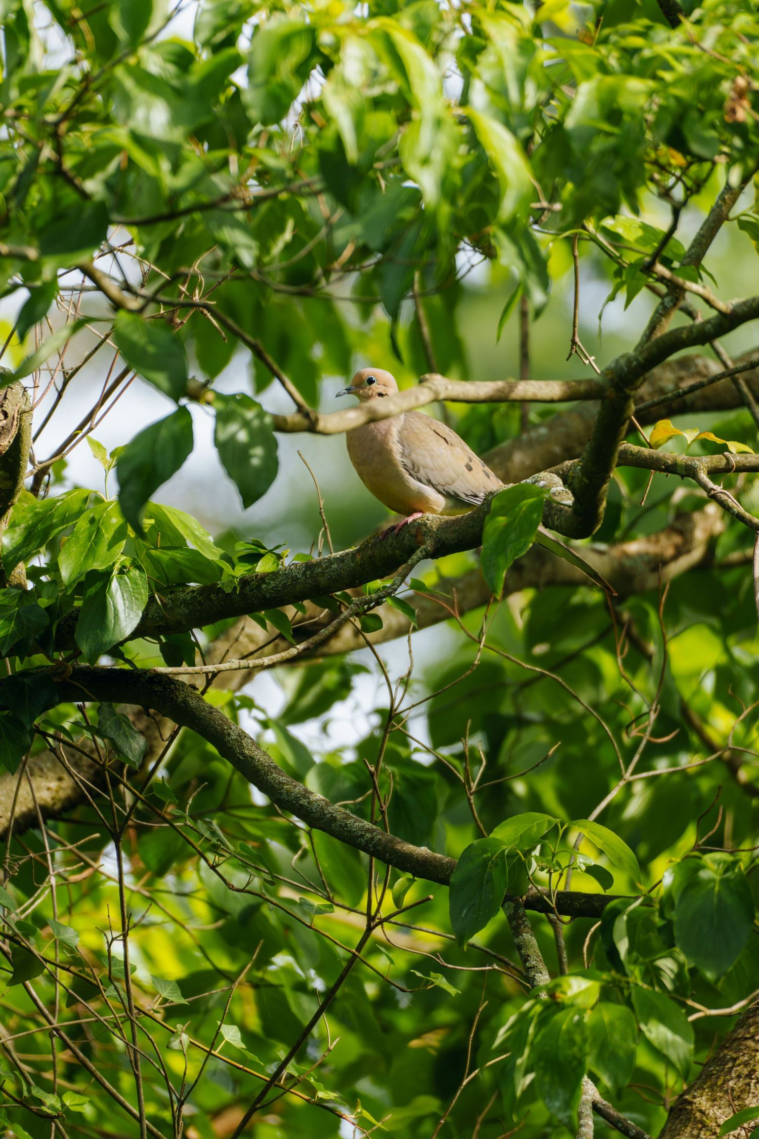 A mourning dove perched on a tree branch surrounded by lush green leaves in natural outdoor setting.